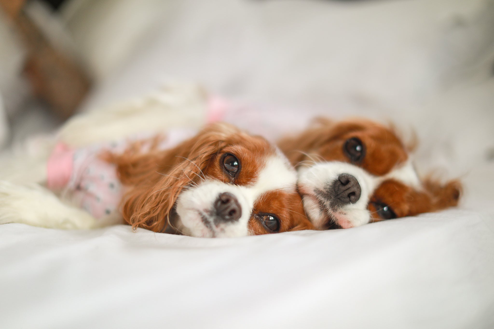 Herky The Cavalier (Herky & Milton)