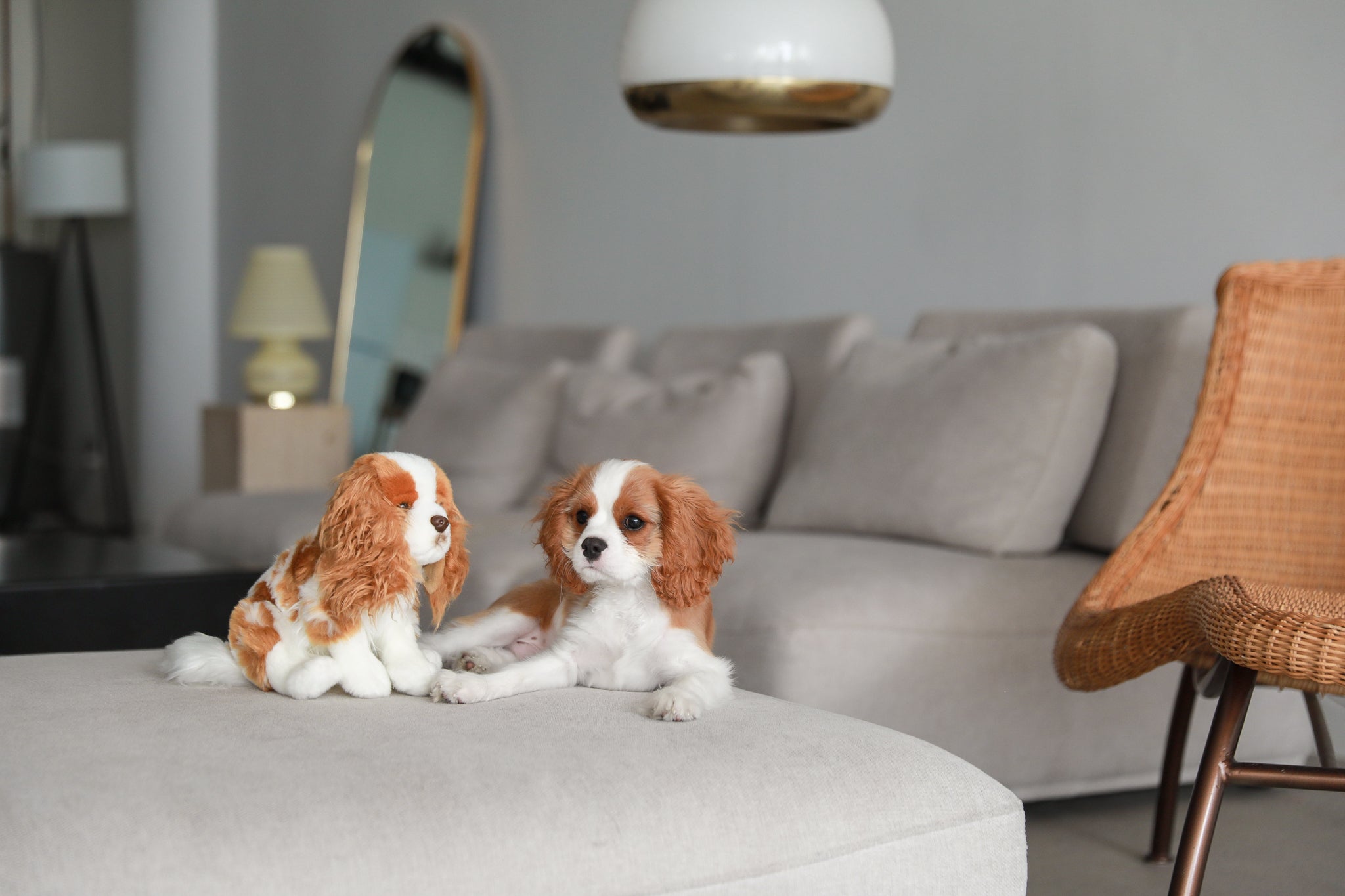 Cavalier King Charles Blenheim Plush
