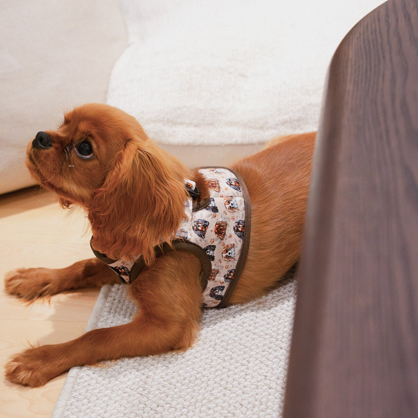Cavalier King Charles Spaniel Vest Step In Dog Harness