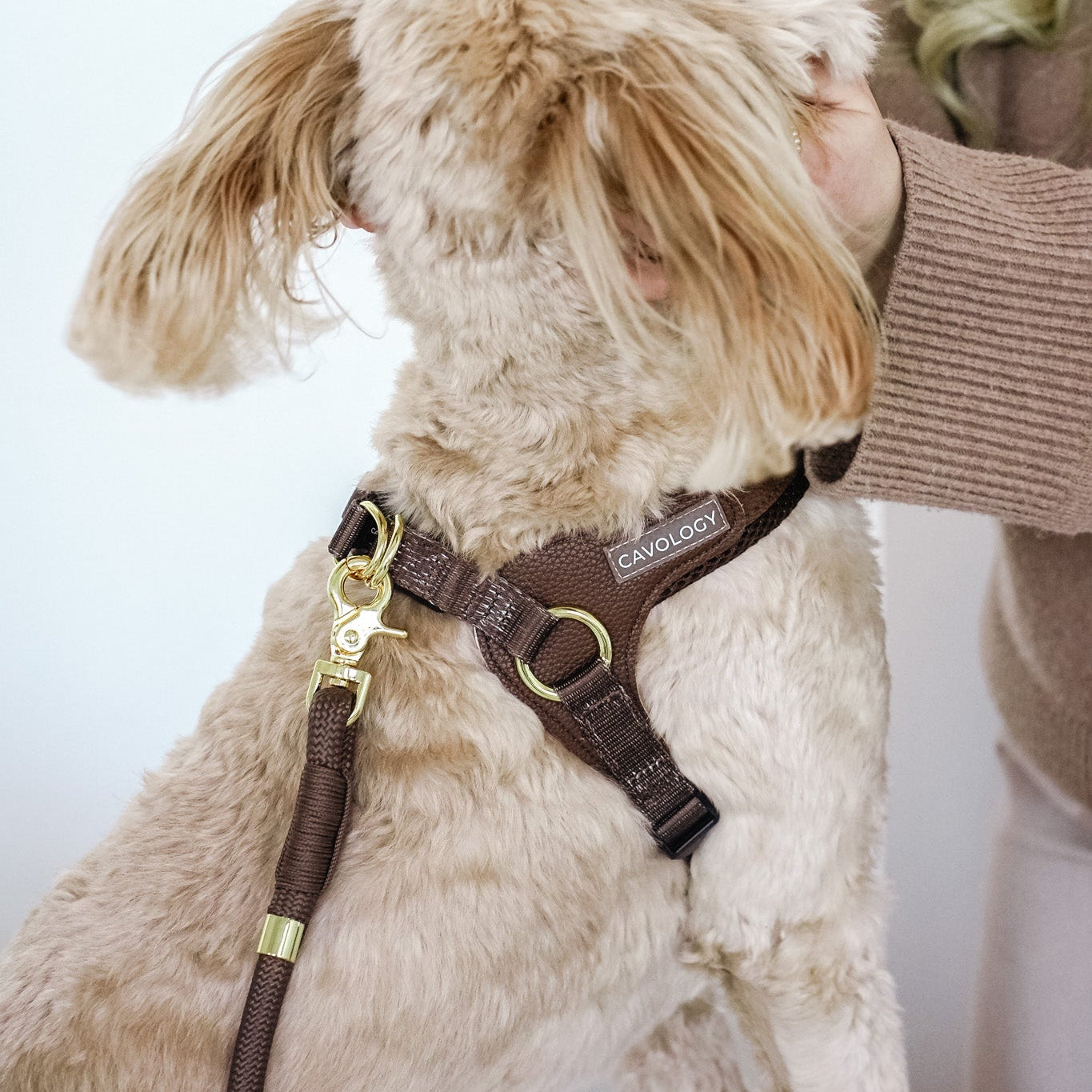 Cavology Easy-O step in harness in chocolate brown