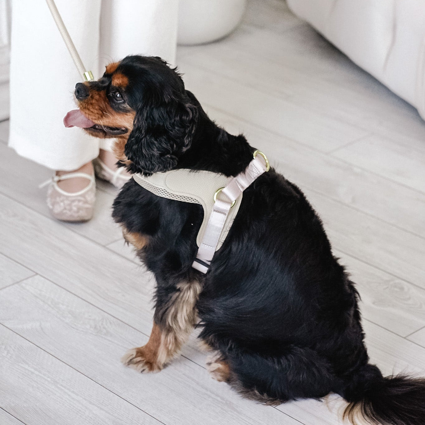 Cavology Easy-O step in harness in vanilla cream