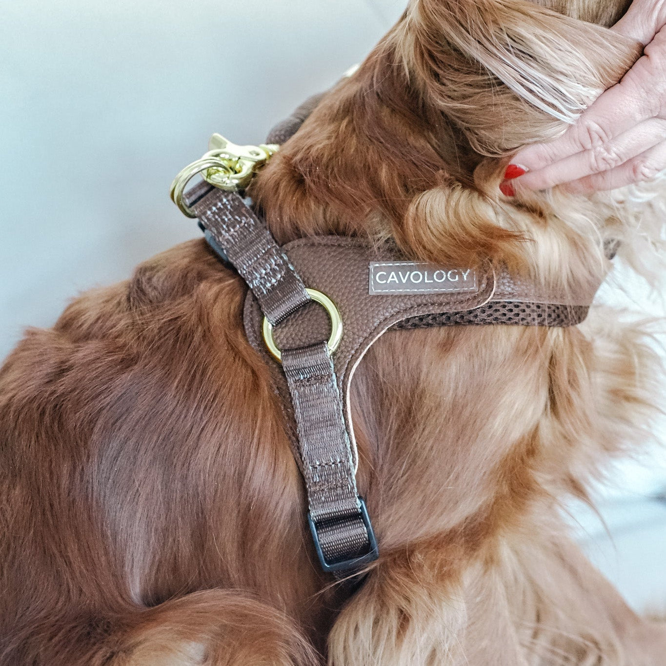 Cavology Easy-O step in harness in chocolate brown