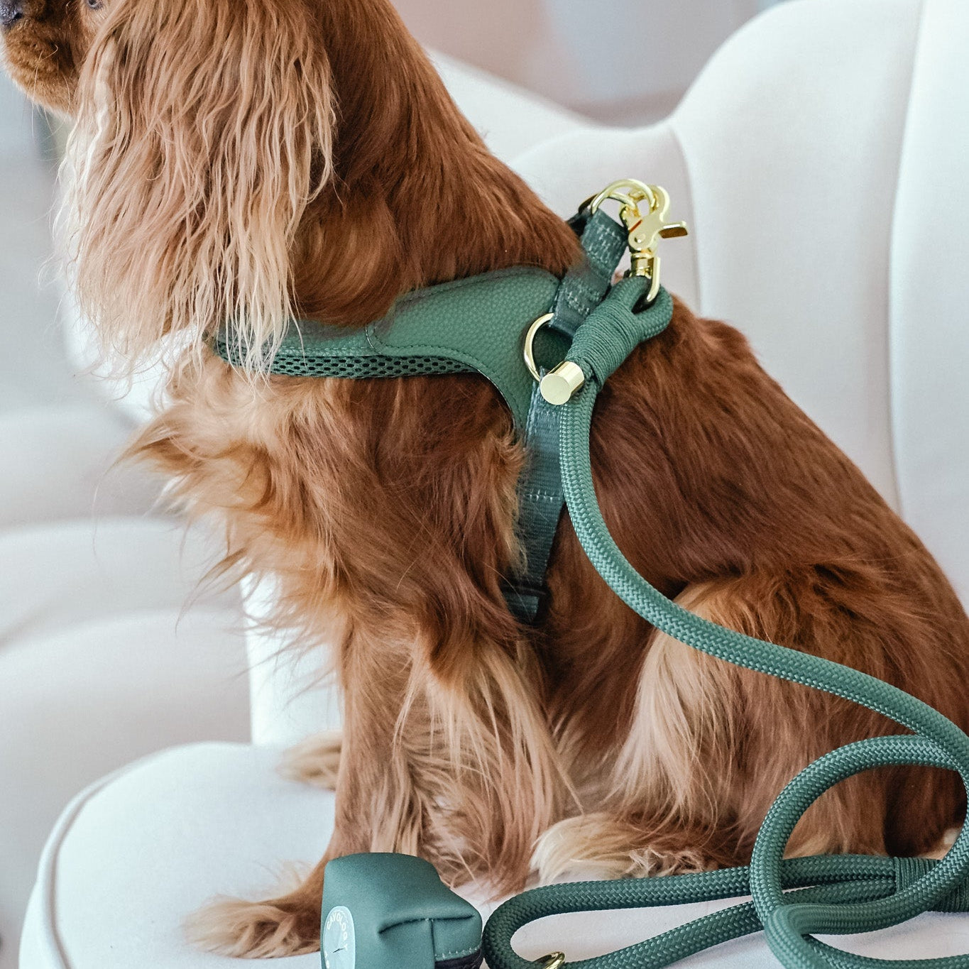 Cavology Easy-O step in harness in forest green