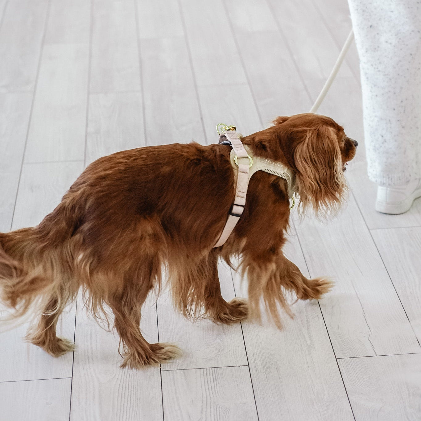 Cavology Easy-O step in harness in vanilla cream