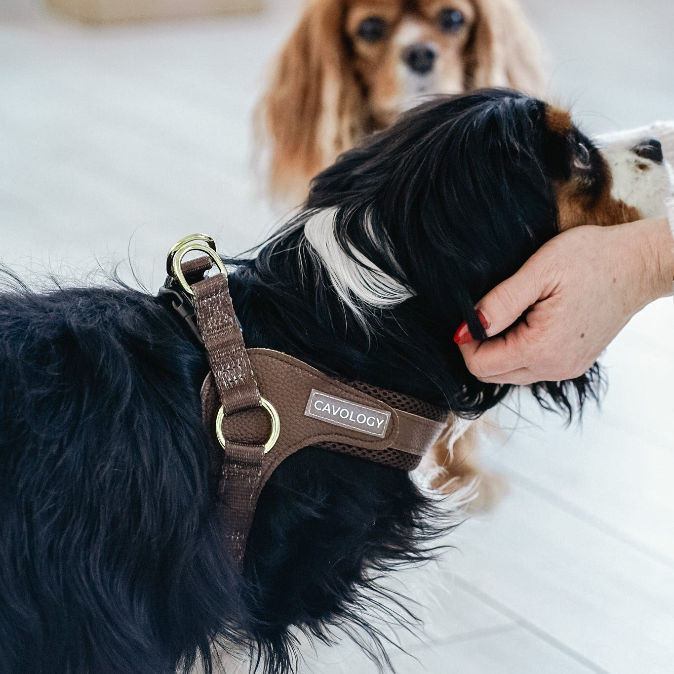 Cavology Easy-O step in harness in chocolate brown