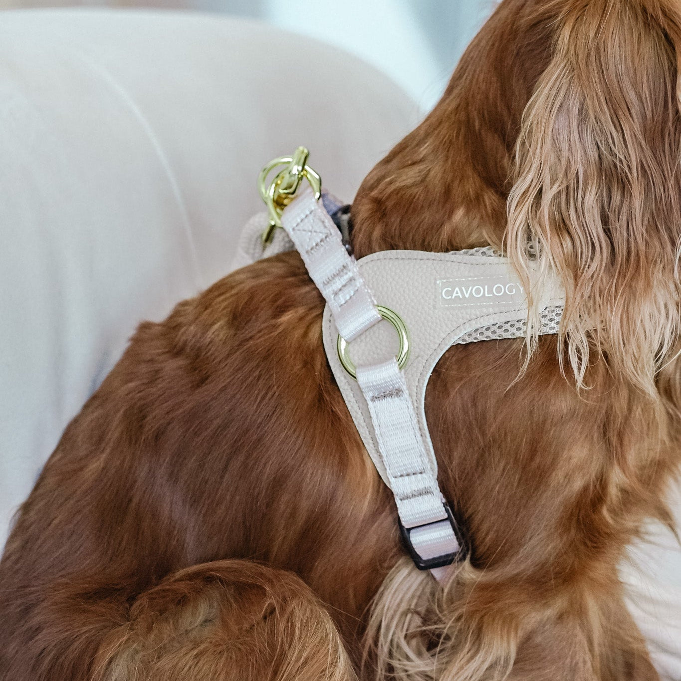 Cavology Easy-O step in harness in vanilla cream