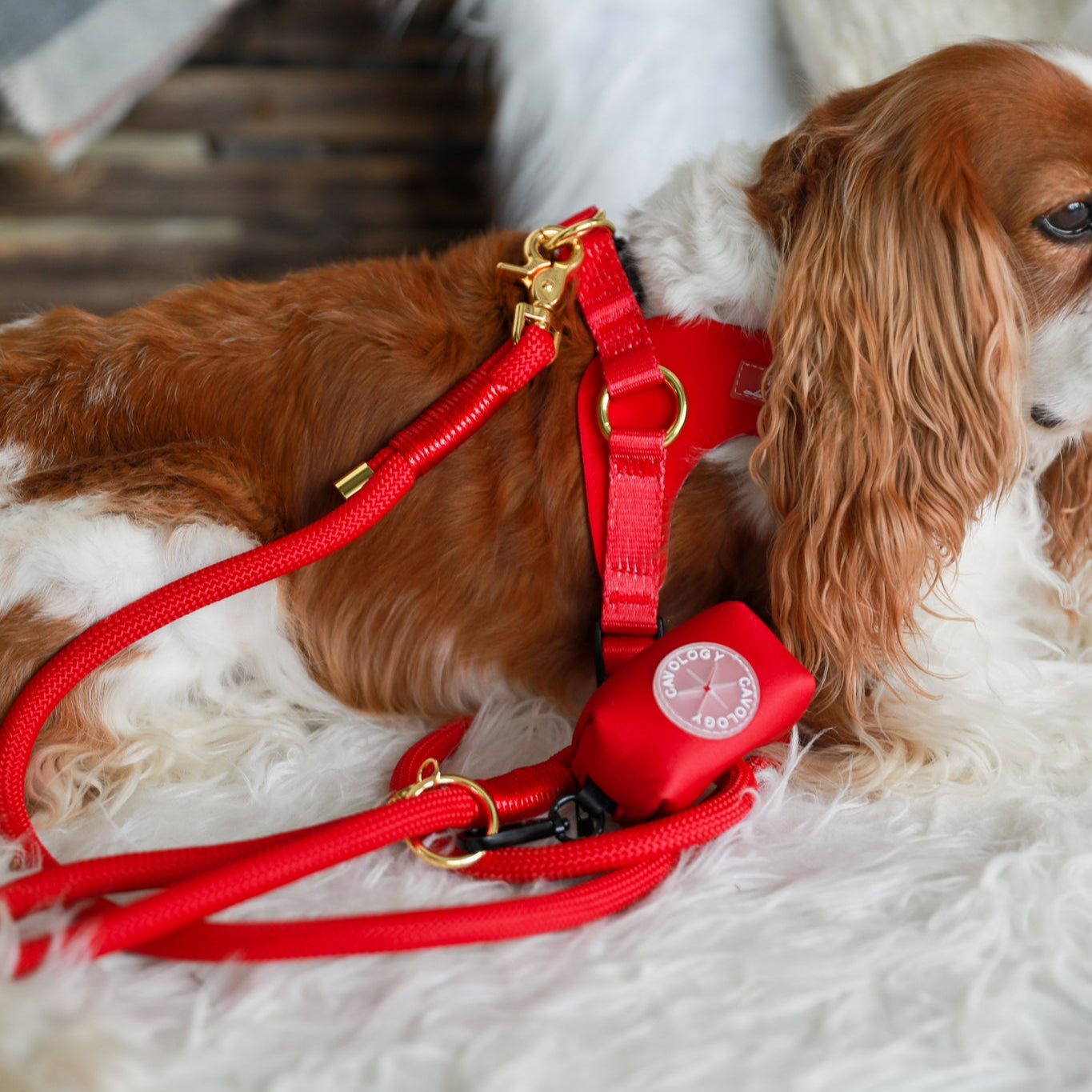 BUNDLE - EASY-O STEP IN HARNESS CHERRY RED