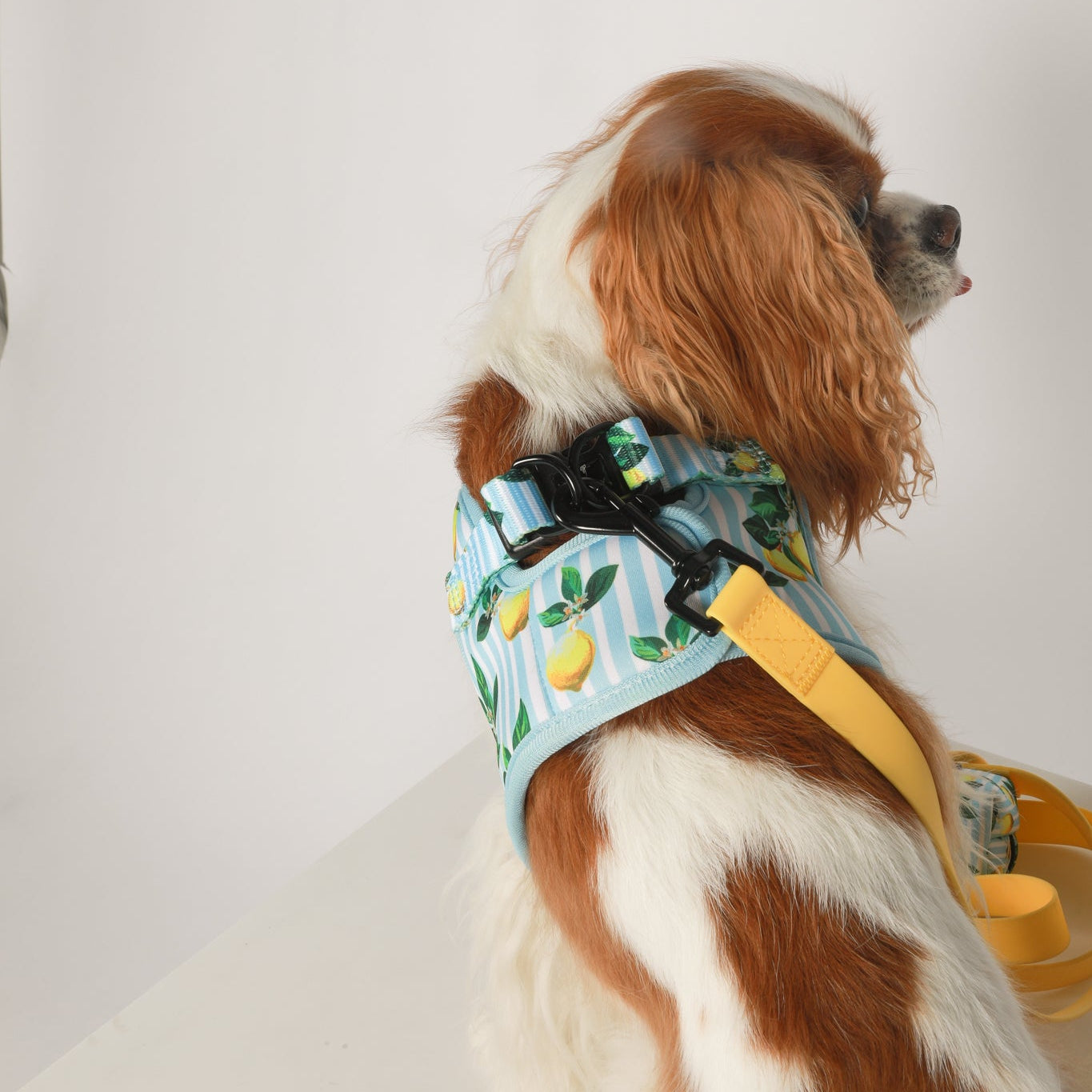 BUNDLE - Limoncello Yellow Leash