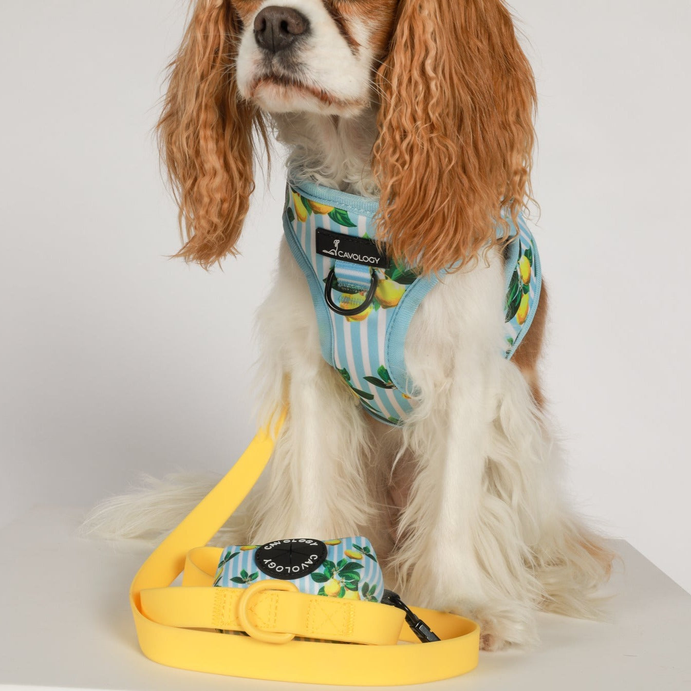 BUNDLE - Limoncello Yellow Leash
