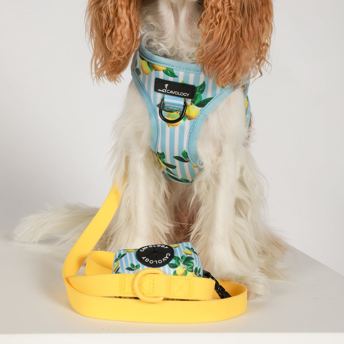 BUNDLE - Limoncello Yellow Leash
