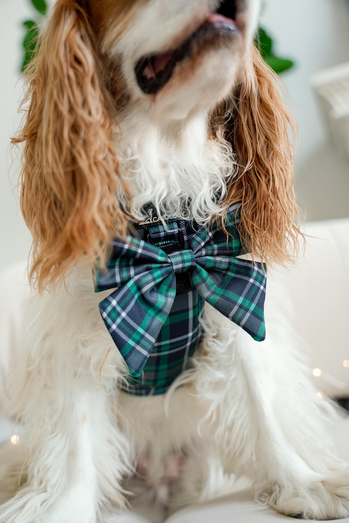BOW - Peppermint Green Plaid