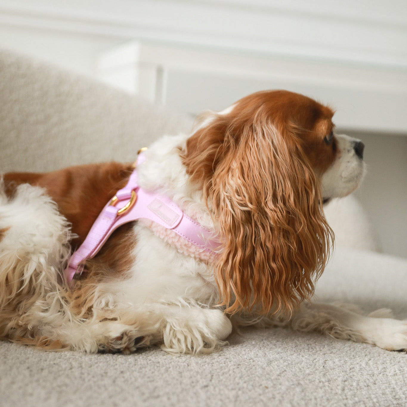 EASY-O STEP IN HARNESS - Pink Sherpa