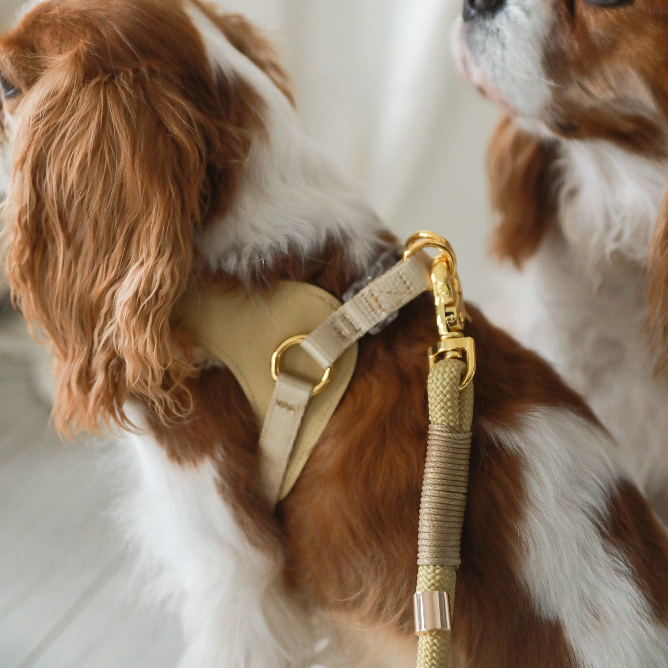 EASY-O STEP IN HARNESS - Beige Gold