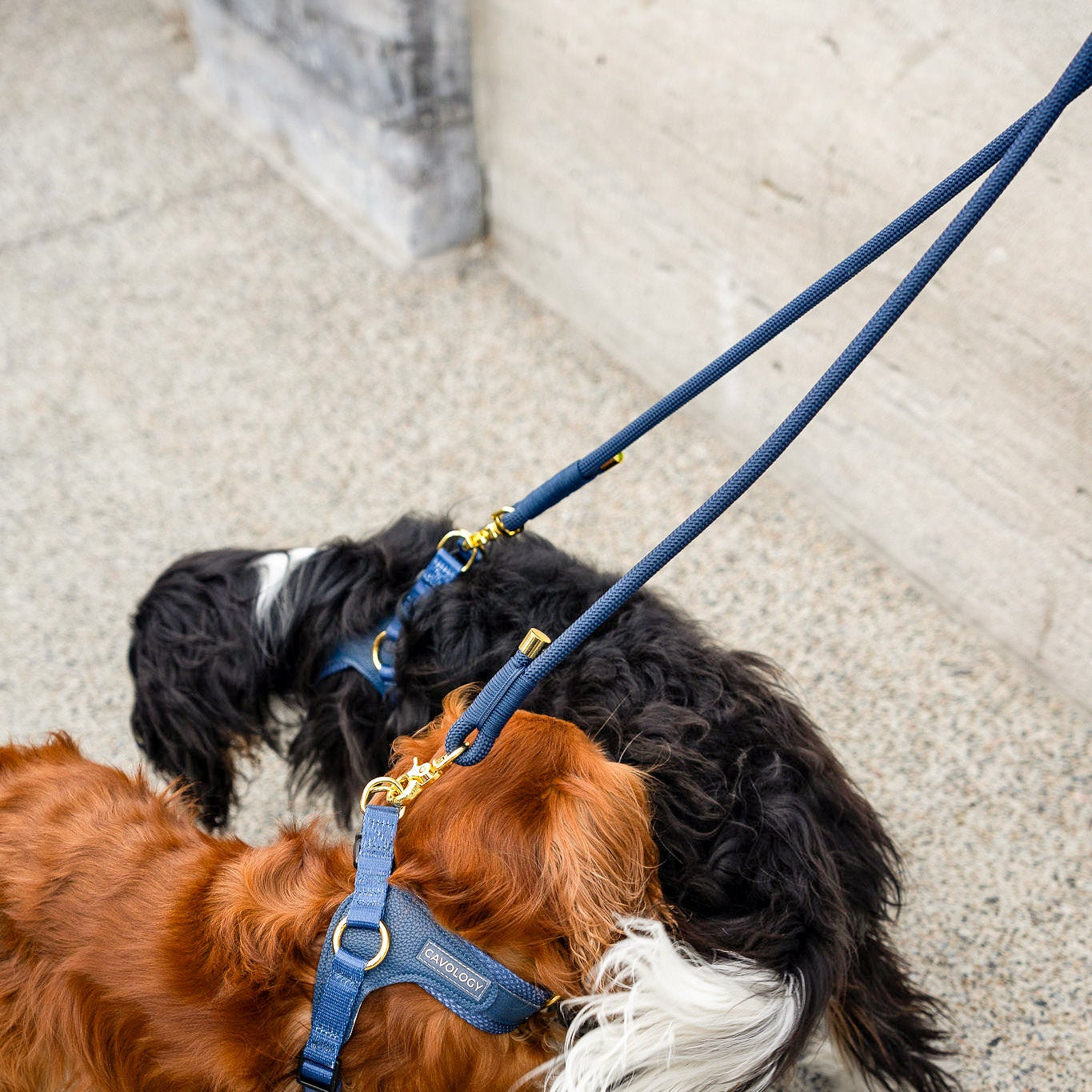 BRAIDED ROPE LEASH - Denim Blue