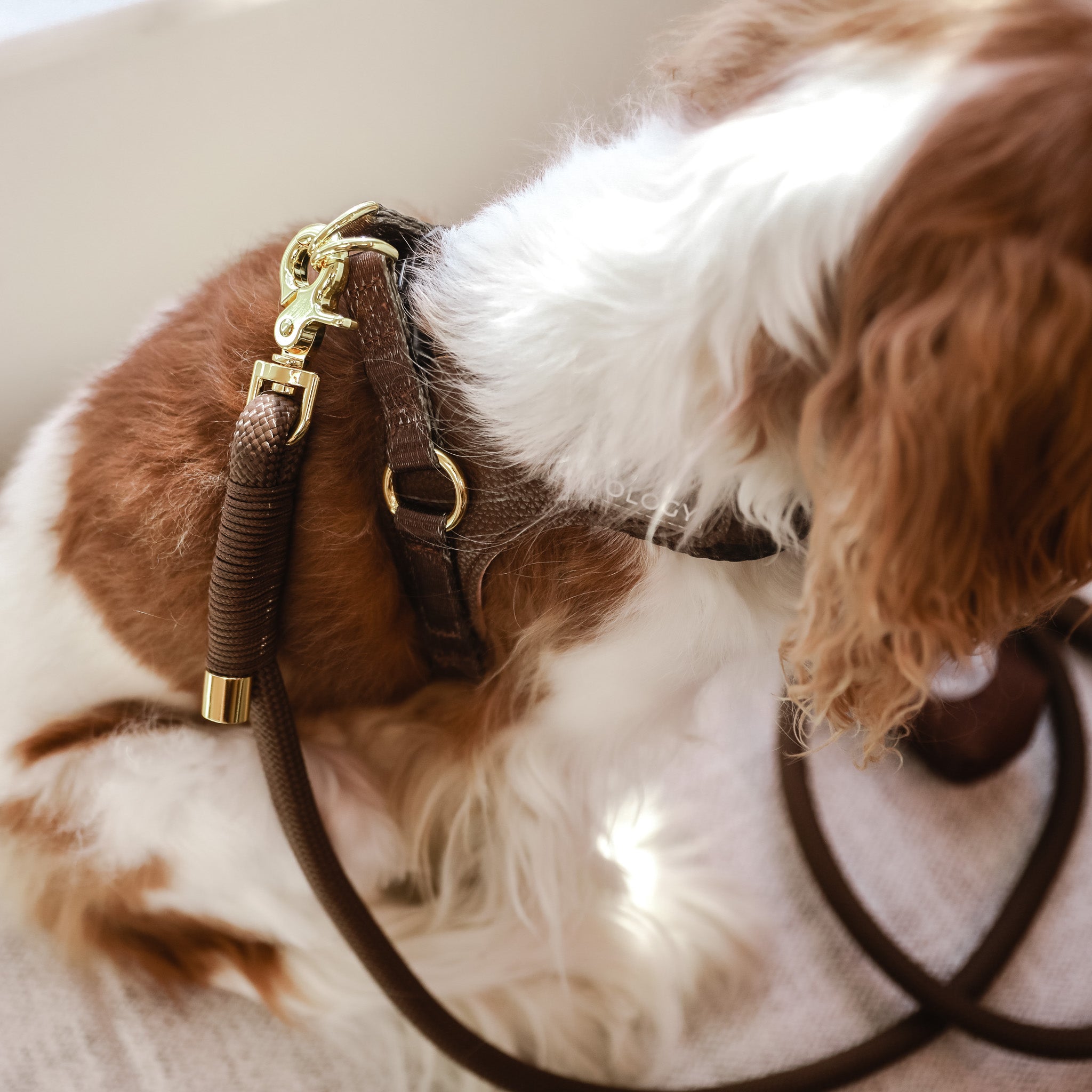 Cavology Easy-O step in harness in chocolate brown