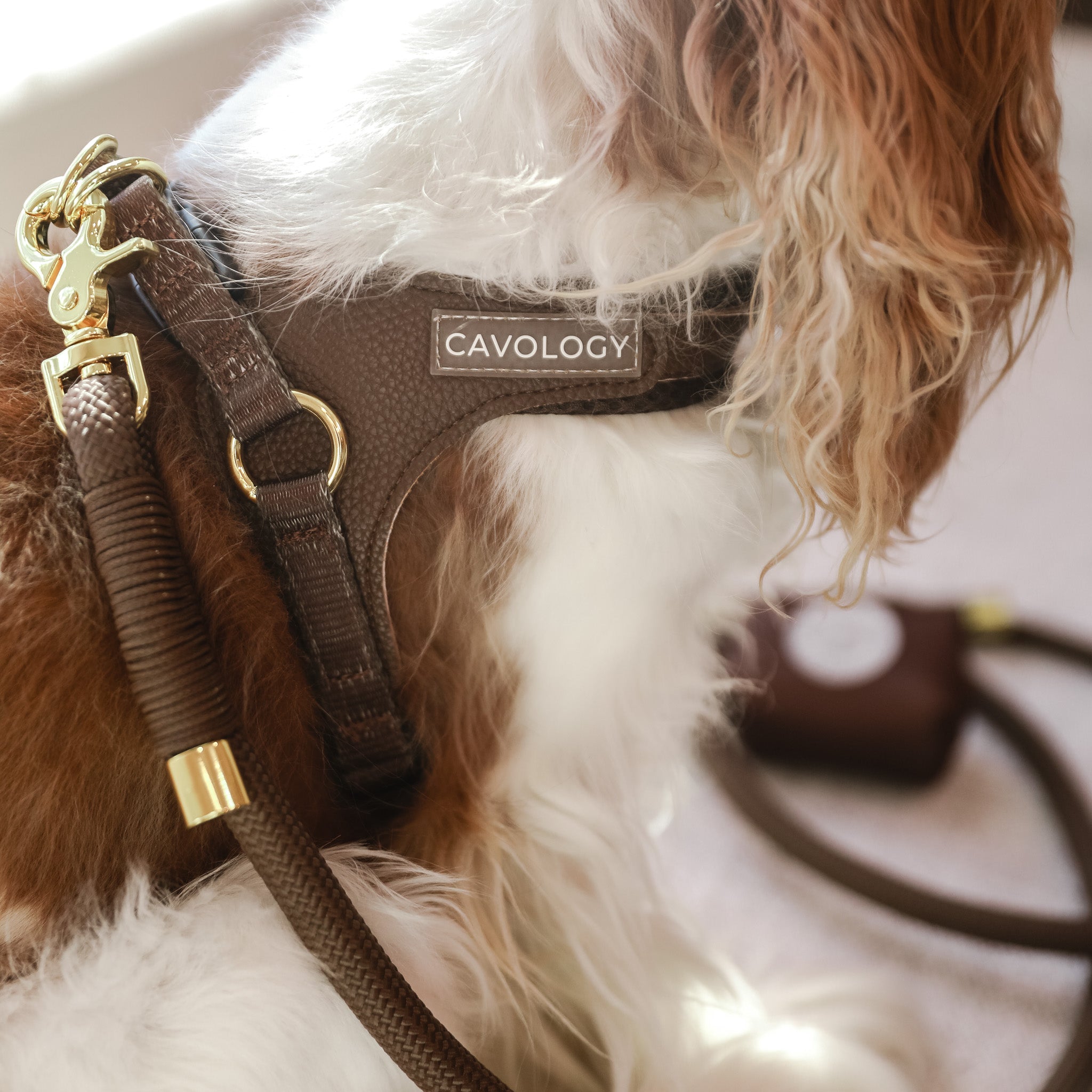 Cavology Easy-O step in harness in chocolate brown