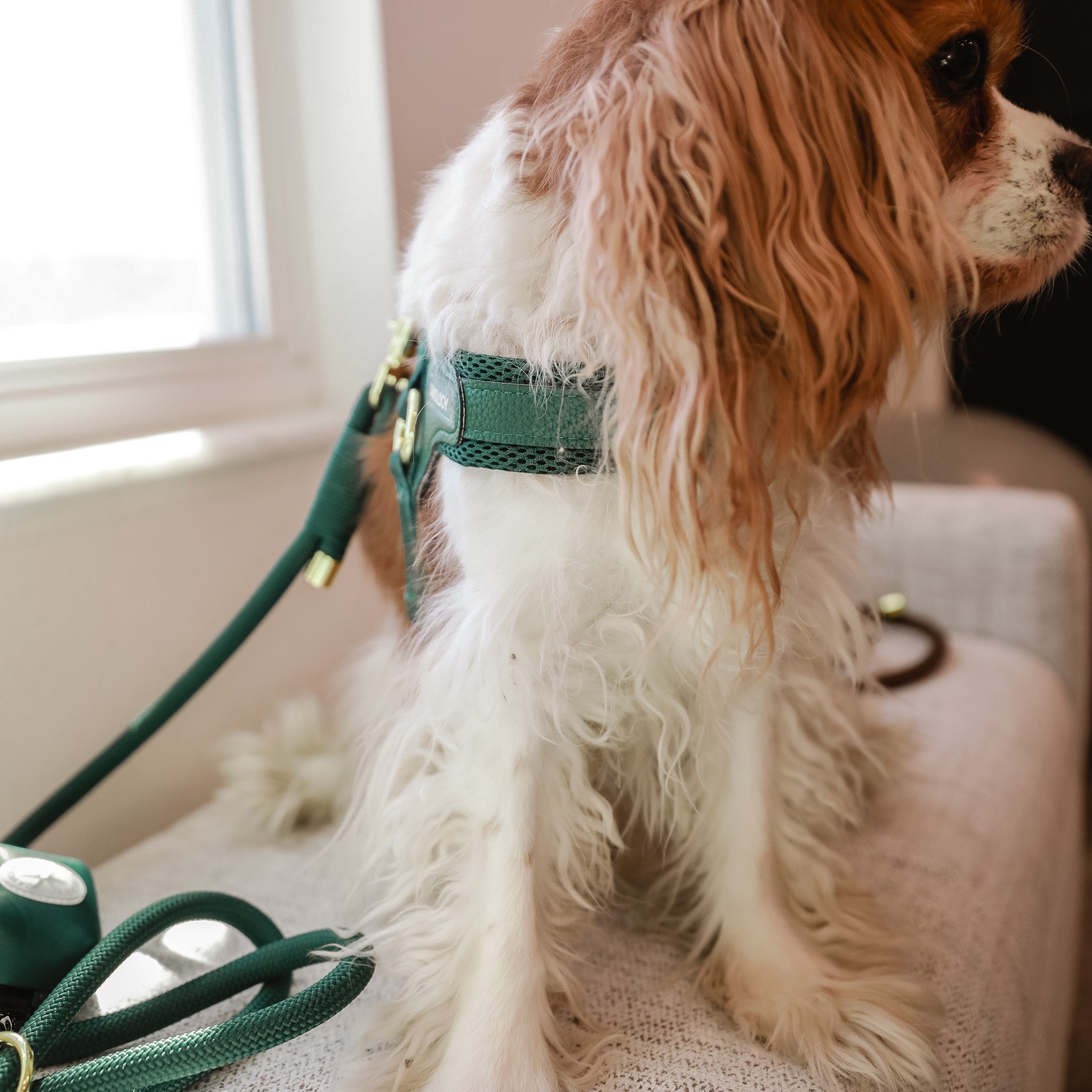 Cavology Easy O dog walking bundle with harness rope leash and waste bag dispenser in forest green