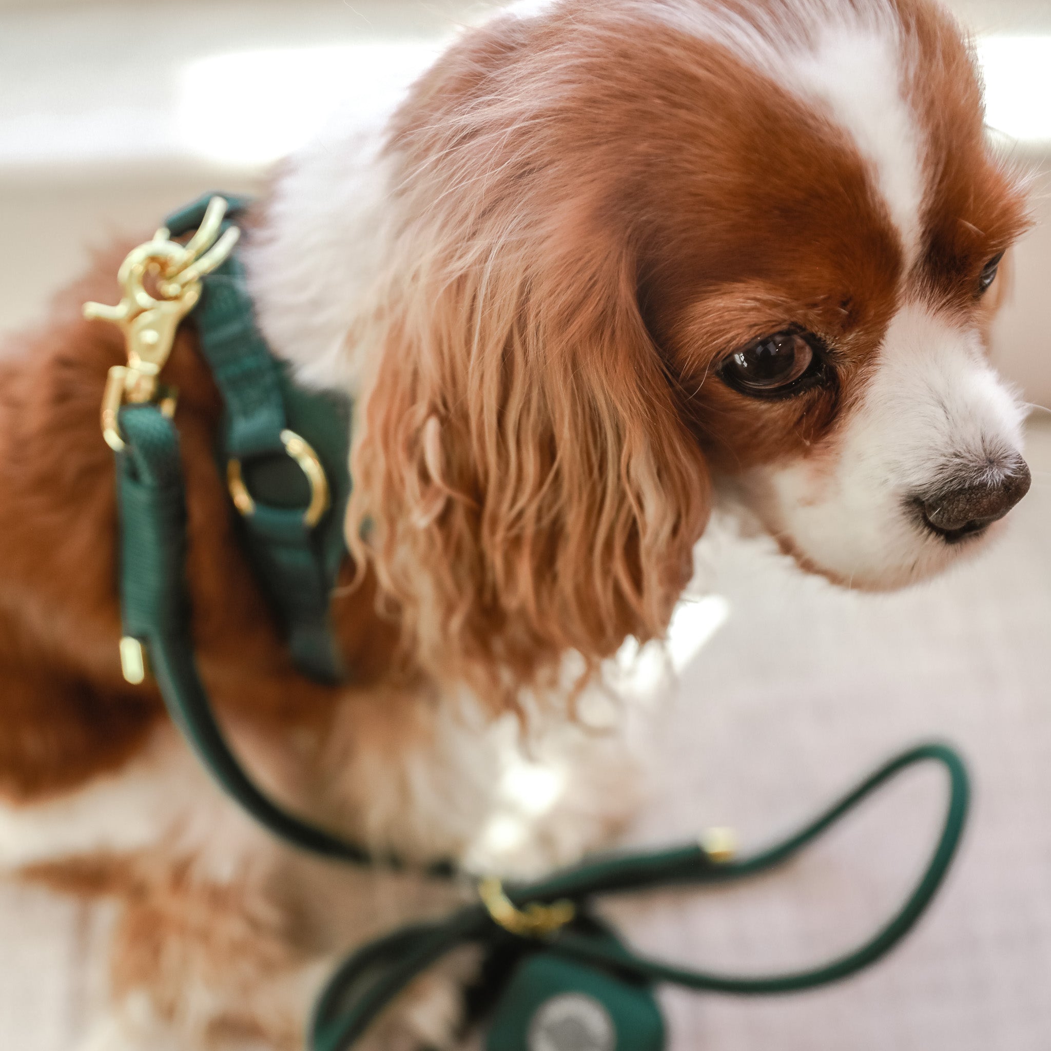 Cavology Easy-O step in harness in forest green