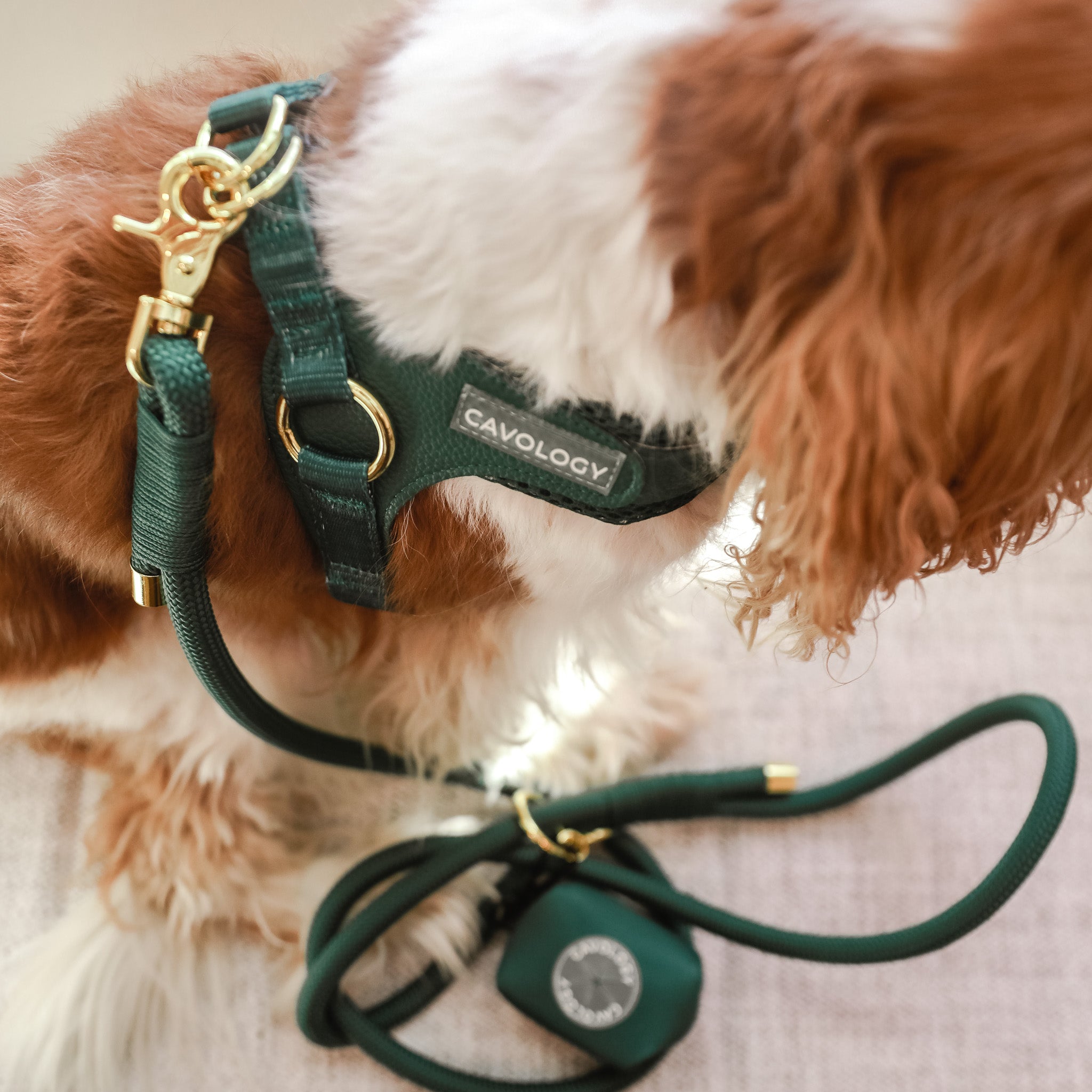 Cavology Easy O dog walking bundle with harness rope leash and waste bag dispenser in forest green