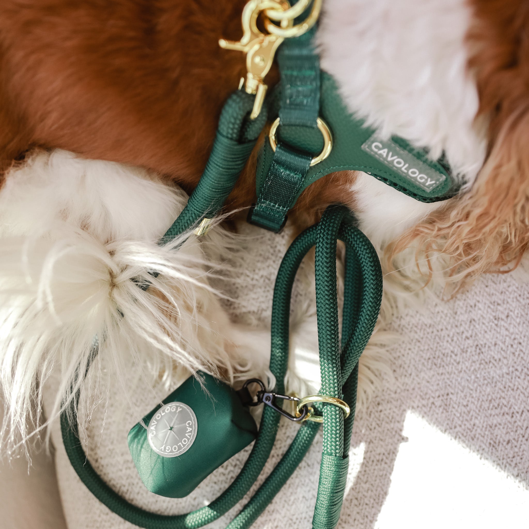 Cavology Easy-O step in harness in forest green