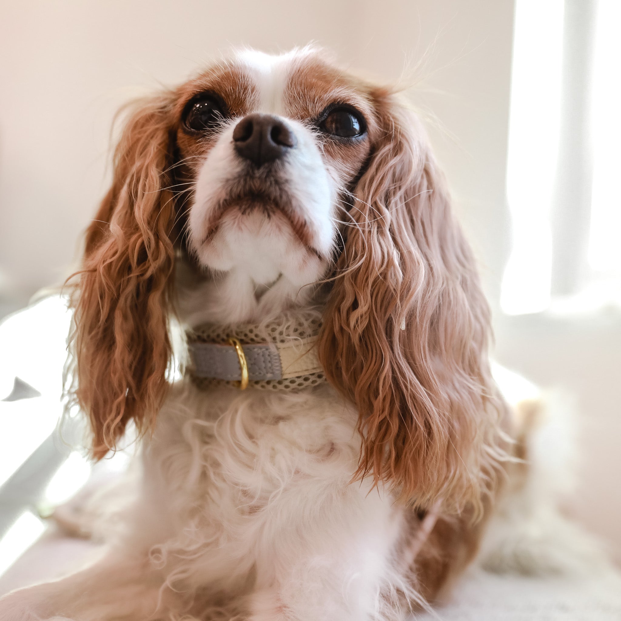 Cavology Easy-O step in harness in vanilla cream