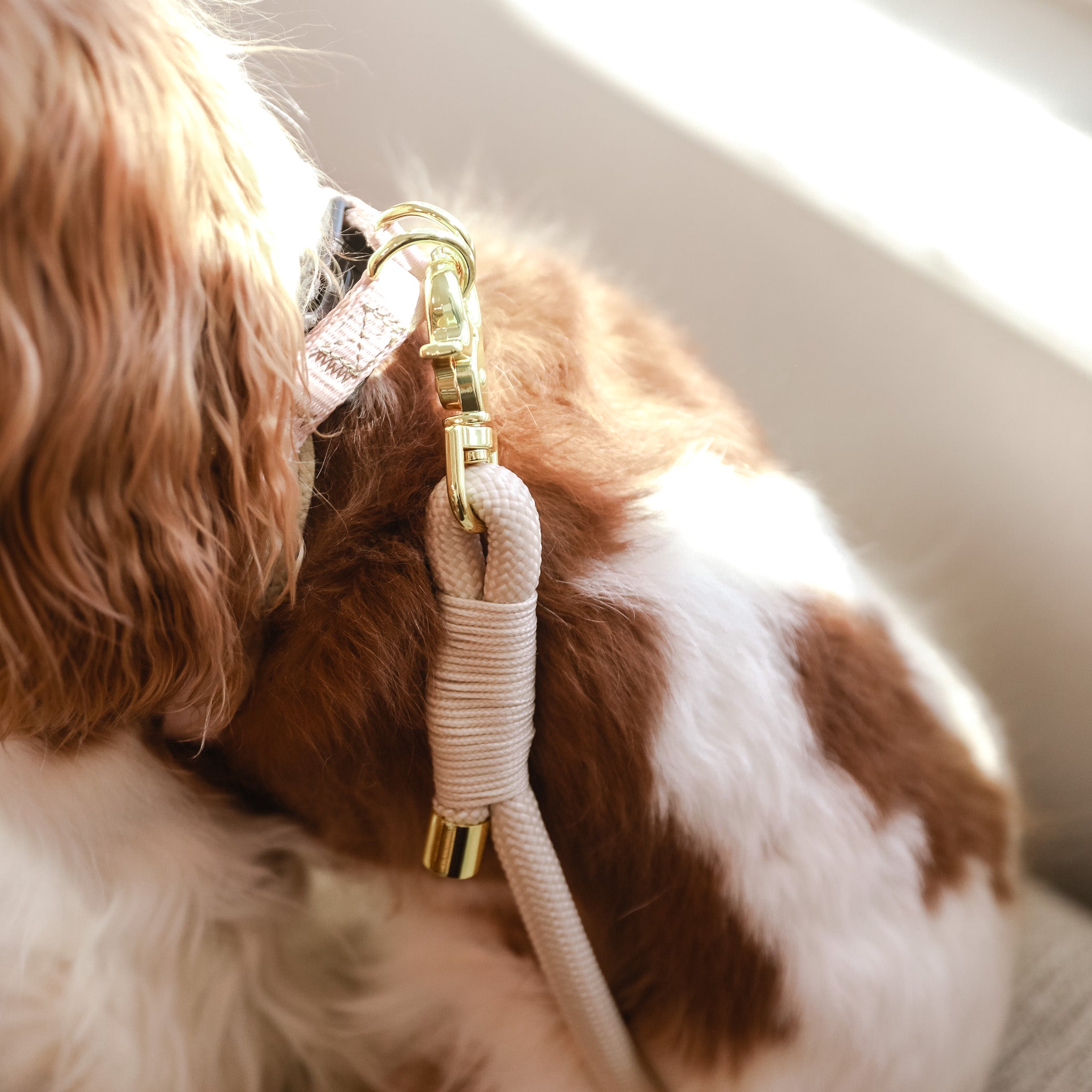 Cavology Easy-O step in harness in vanilla cream