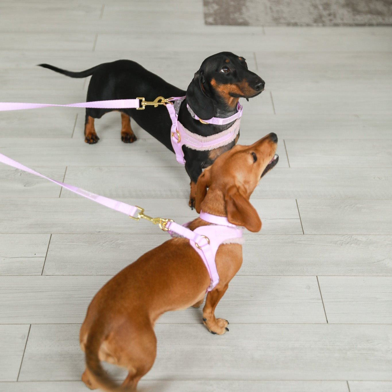 EASY-O STEP IN HARNESS - Pink Sherpa