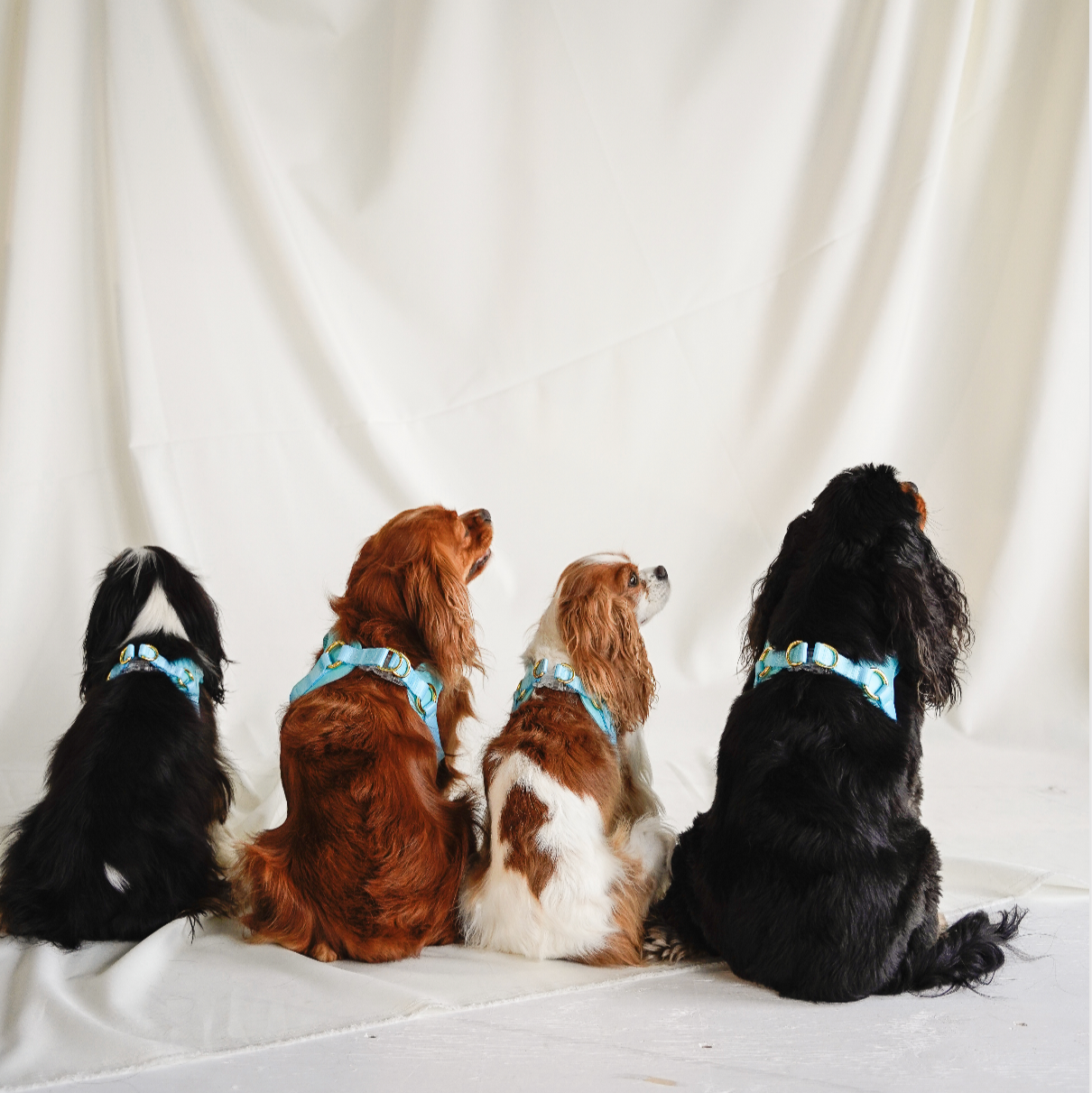 EASY-O STEP IN HARNESS - Teal