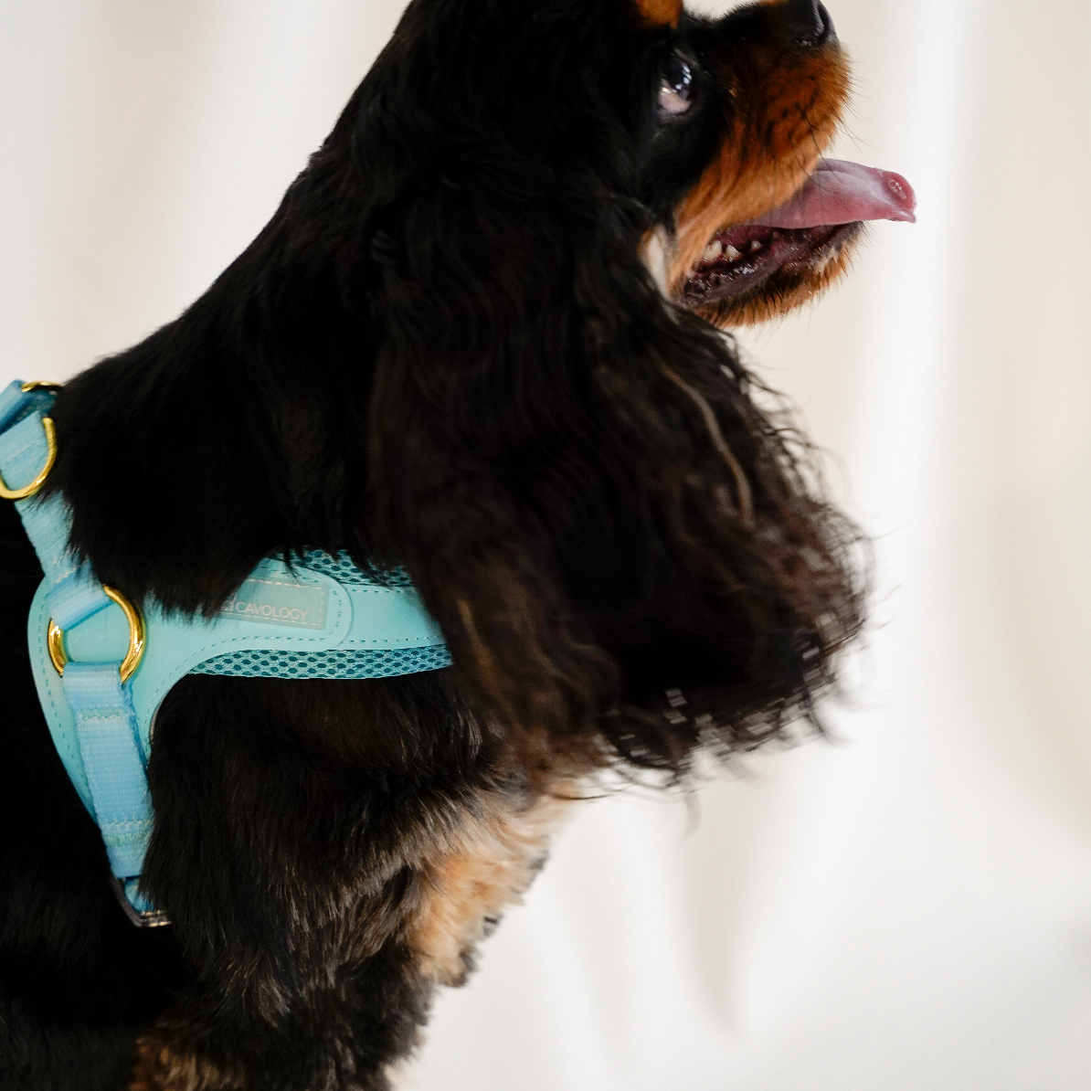 EASY-O STEP IN HARNESS - Teal