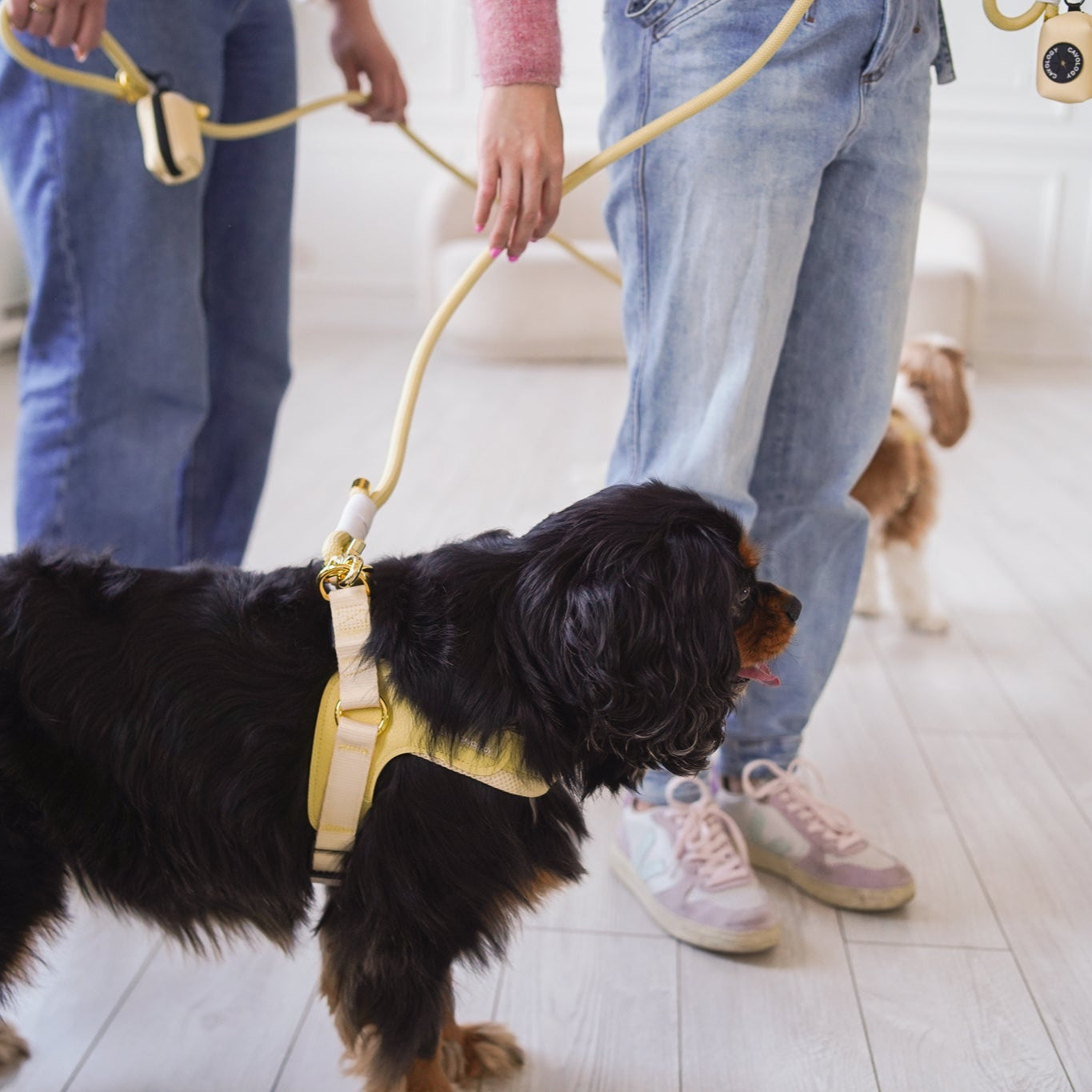 *PREORDER* BUNDLE - EASY-O STEP IN HARNESS BUTTER YELLOW