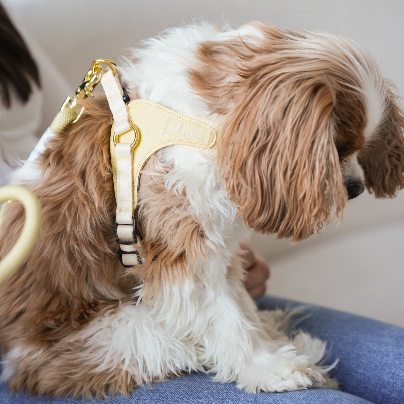*PREORDER* EASY-O STEP IN HARNESS - Butter Yellow