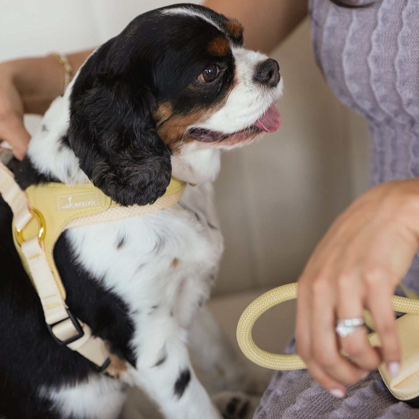 *PREORDER* BUNDLE - EASY-O STEP IN HARNESS BUTTER YELLOW