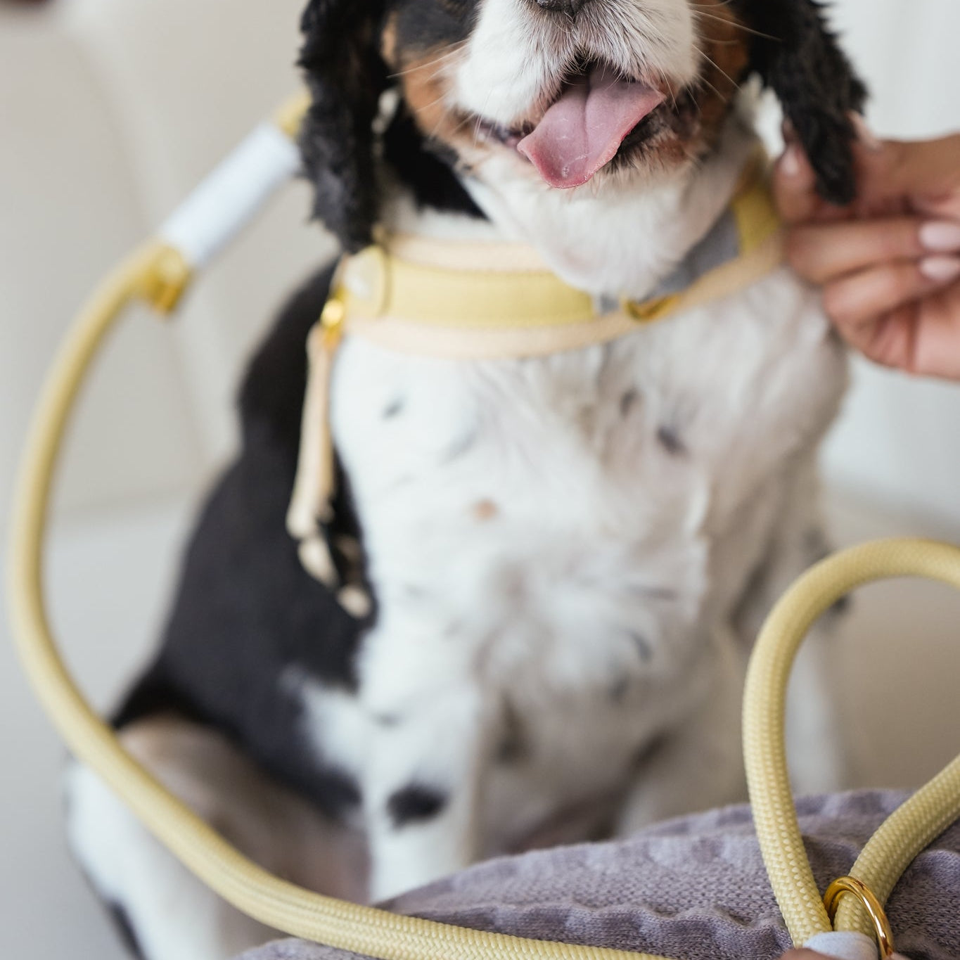 BRAIDED ROPE LEASH - BUTTER YELLOW