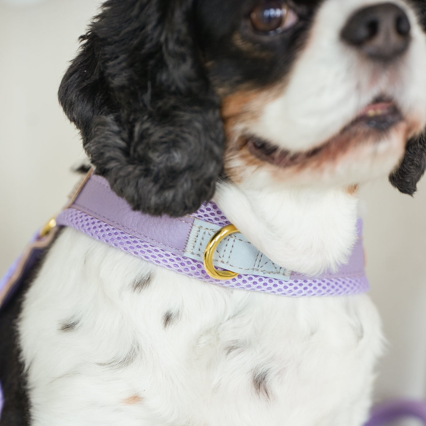 ROPE LEASH BUNDLE - EASY-O STEP IN HARNESS LAVENDER
