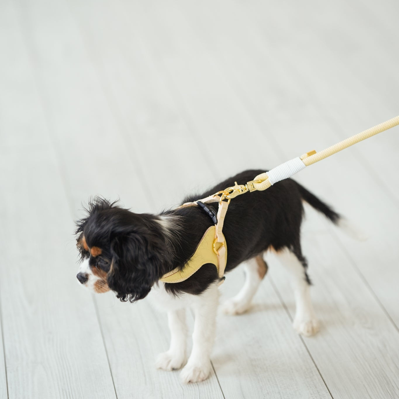 *PREORDER* BUNDLE - EASY-O STEP IN HARNESS BUTTER YELLOW