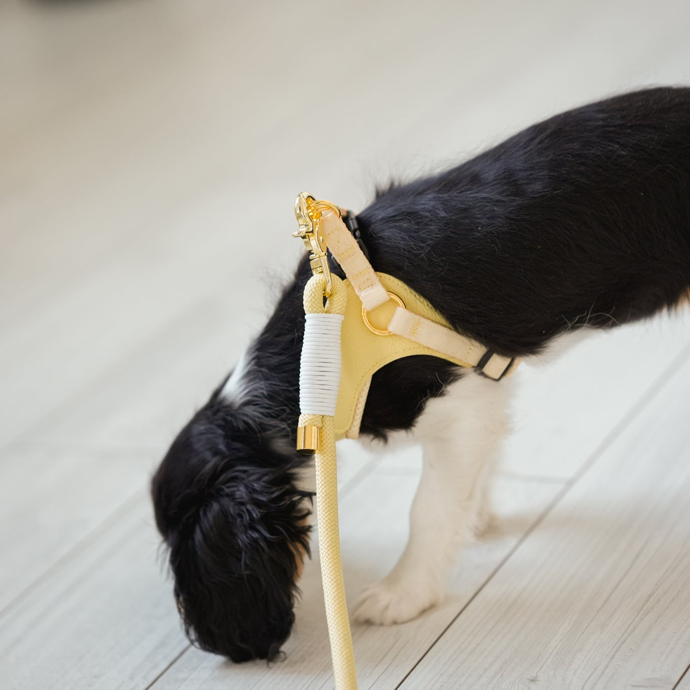 *PREORDER* EASY-O STEP IN HARNESS - Butter Yellow