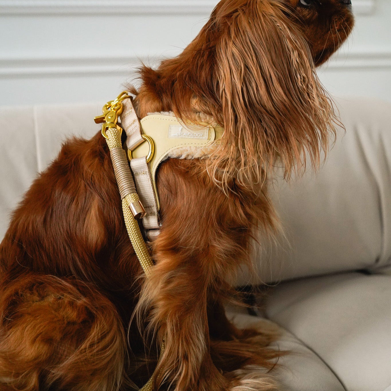EASY-O STEP IN HARNESS - Beige Gold
