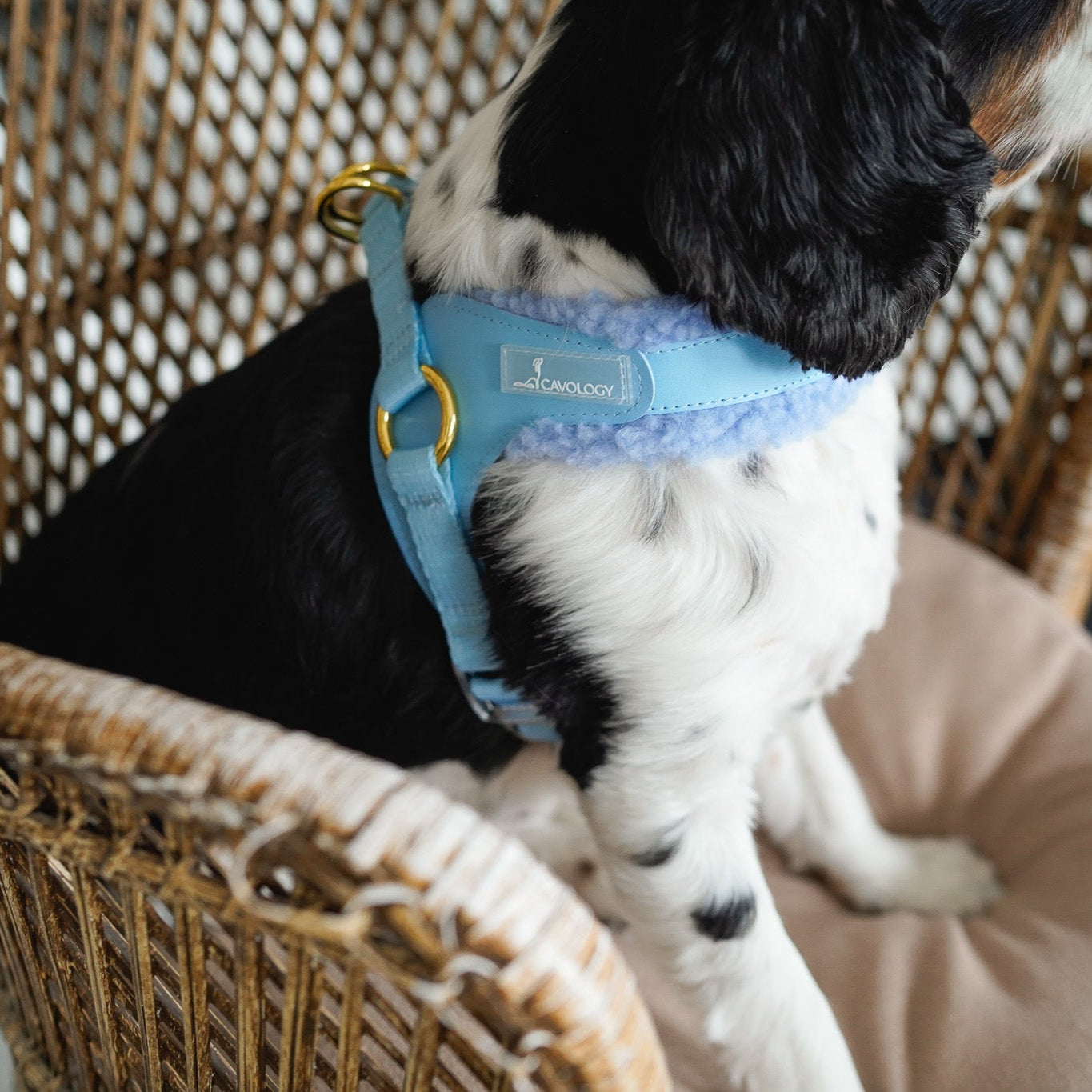 EASY-O STEP IN HARNESS - Blue Sherpa