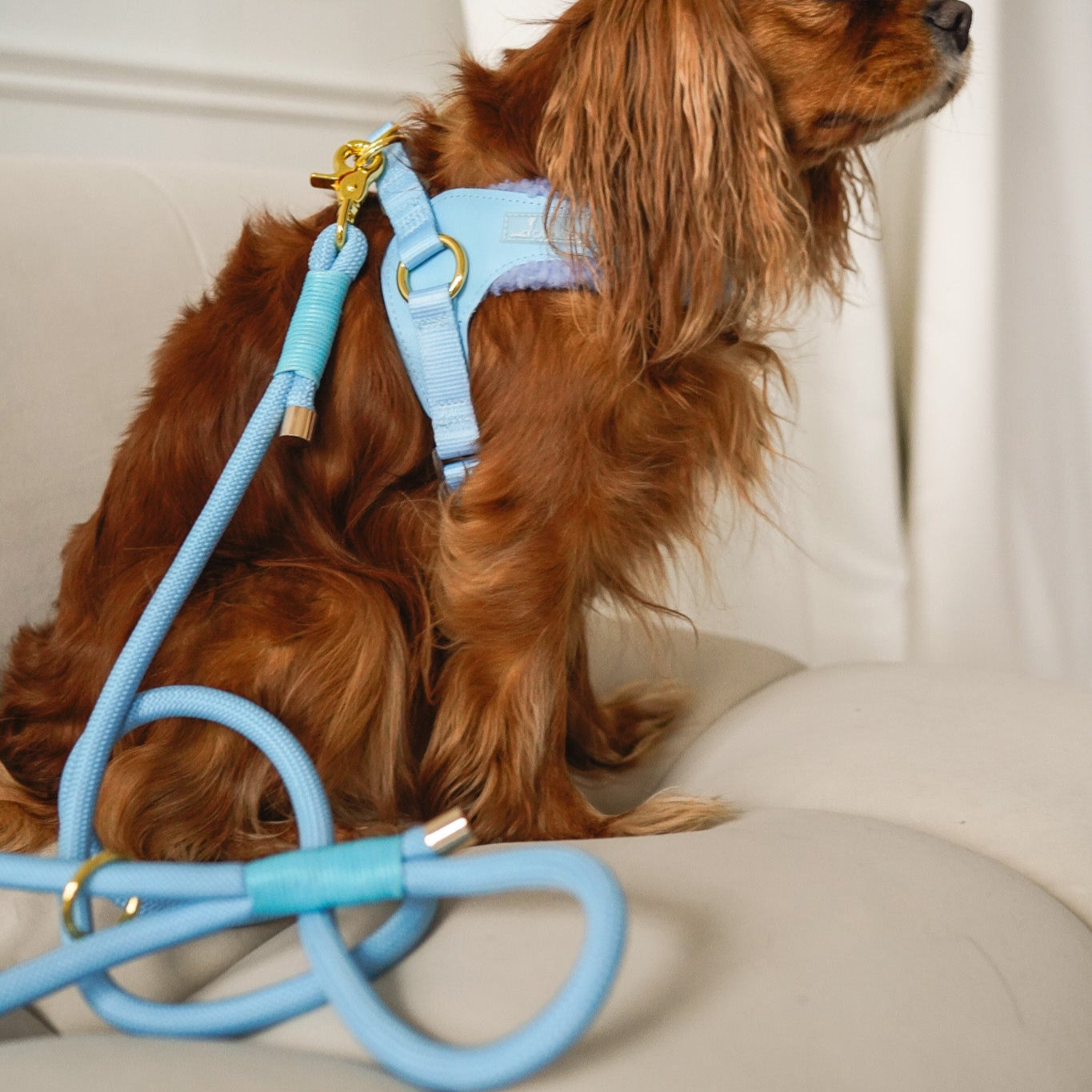 EASY-O STEP IN HARNESS - Blue Sherpa