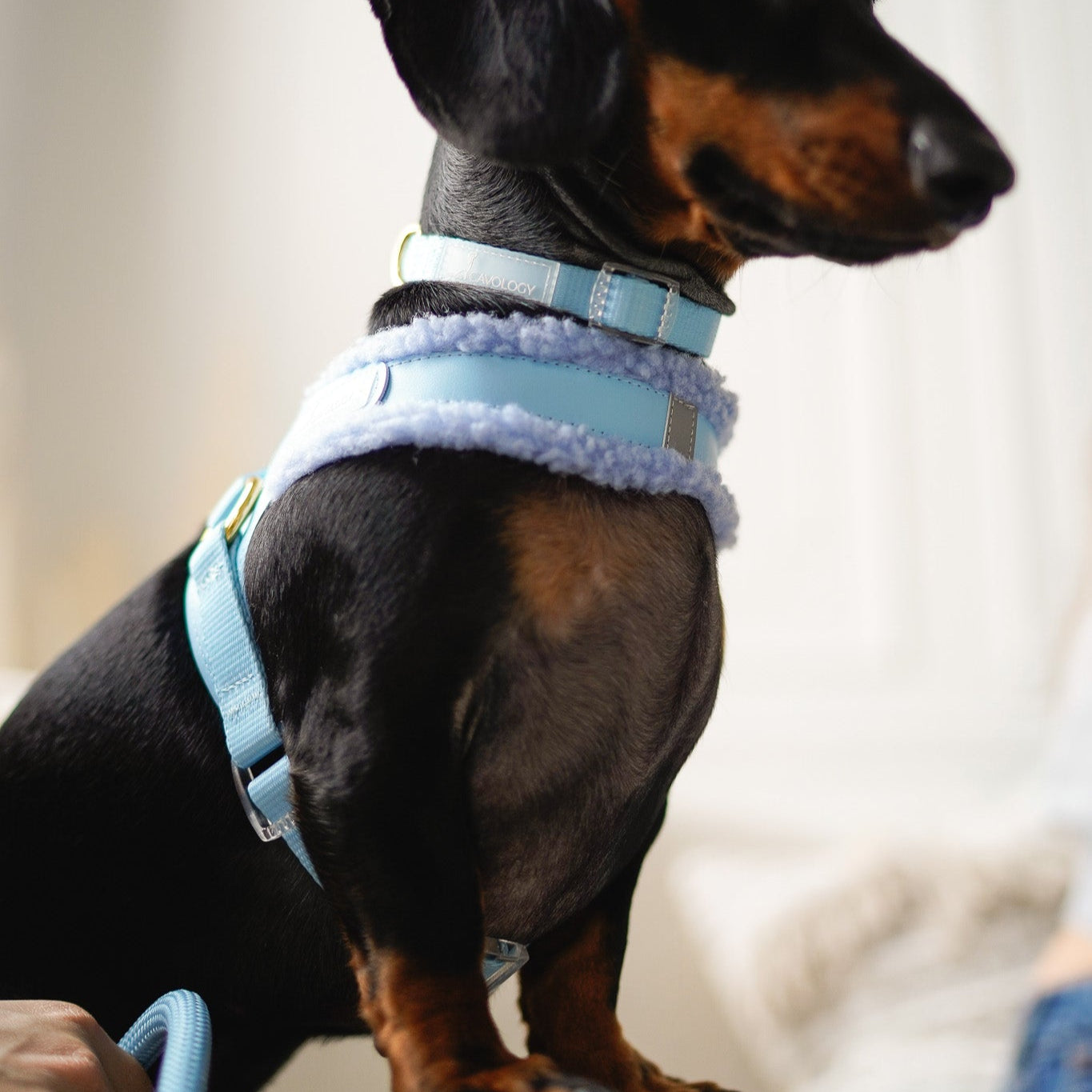 EASY-O STEP IN HARNESS - Blue Sherpa