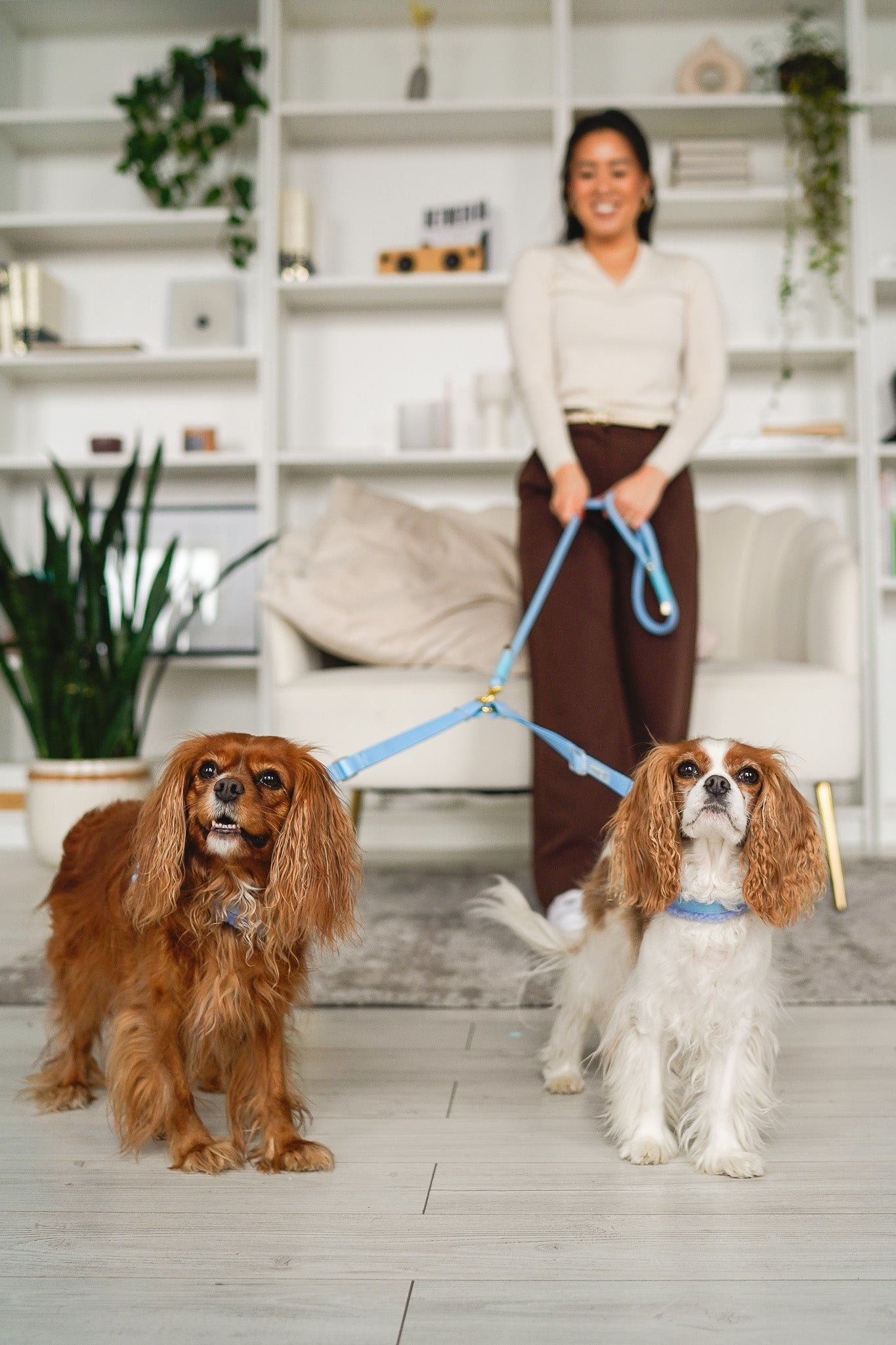 DOG LEASH COUPLER SPLITTER - BLUE