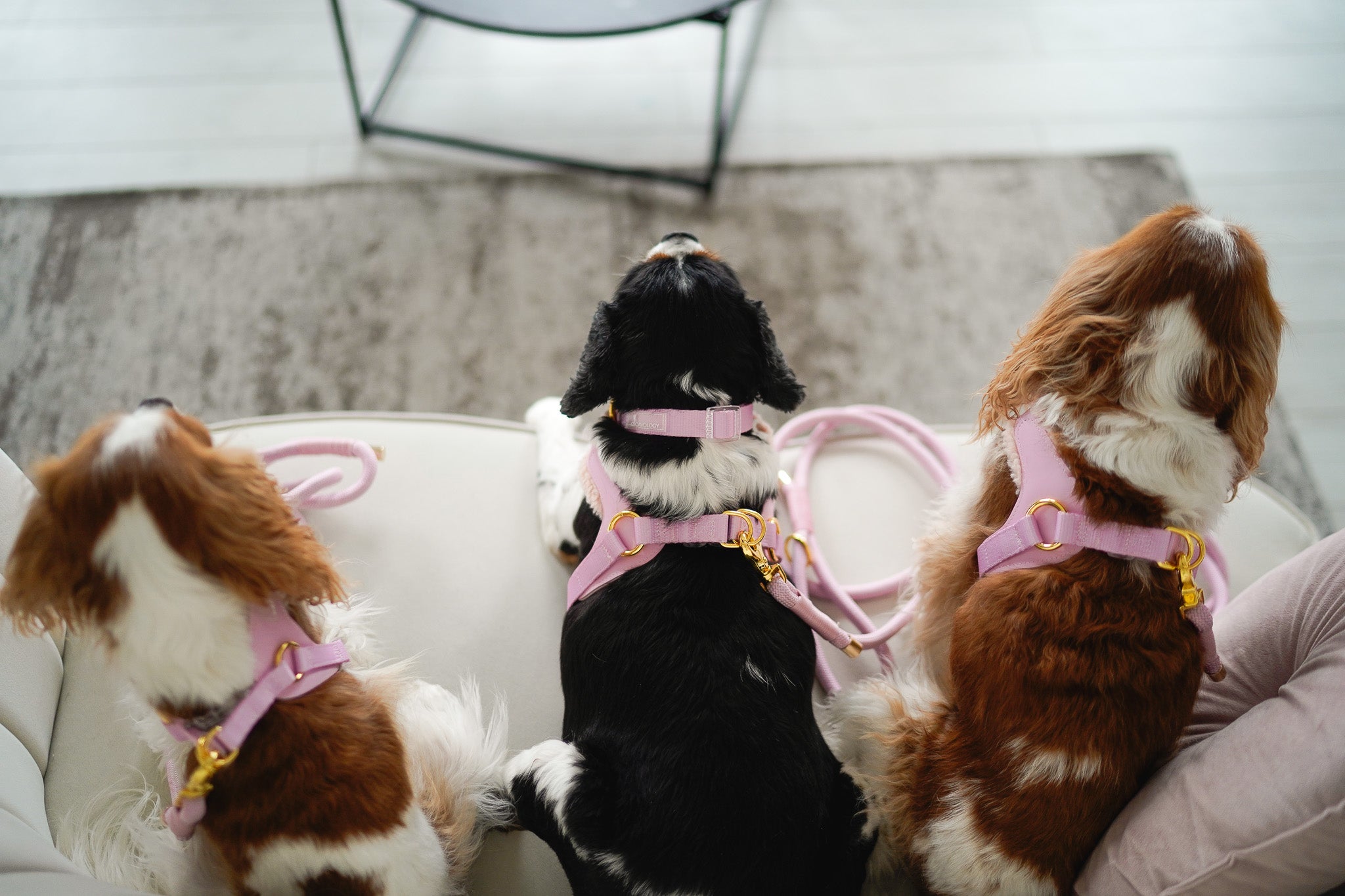 COLLAR - EVERYDAY PINK