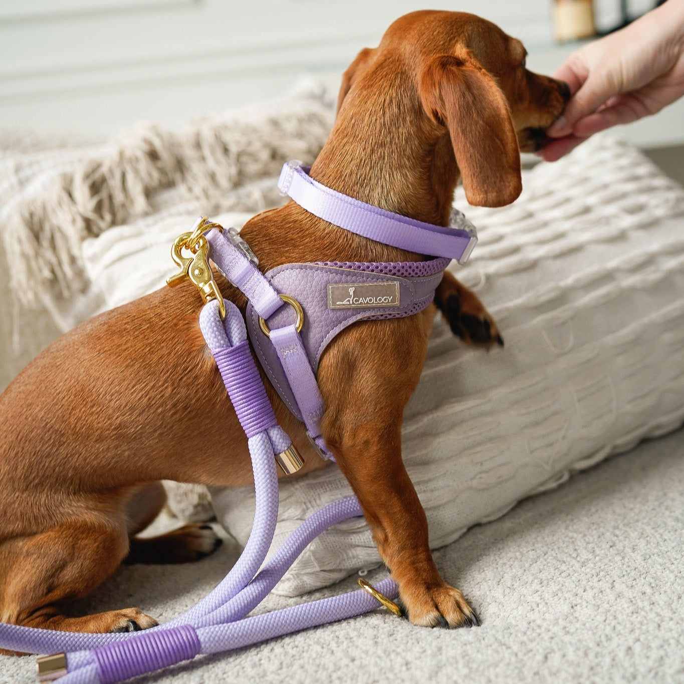 EASY-O STEP IN HARNESS - LAVENDER