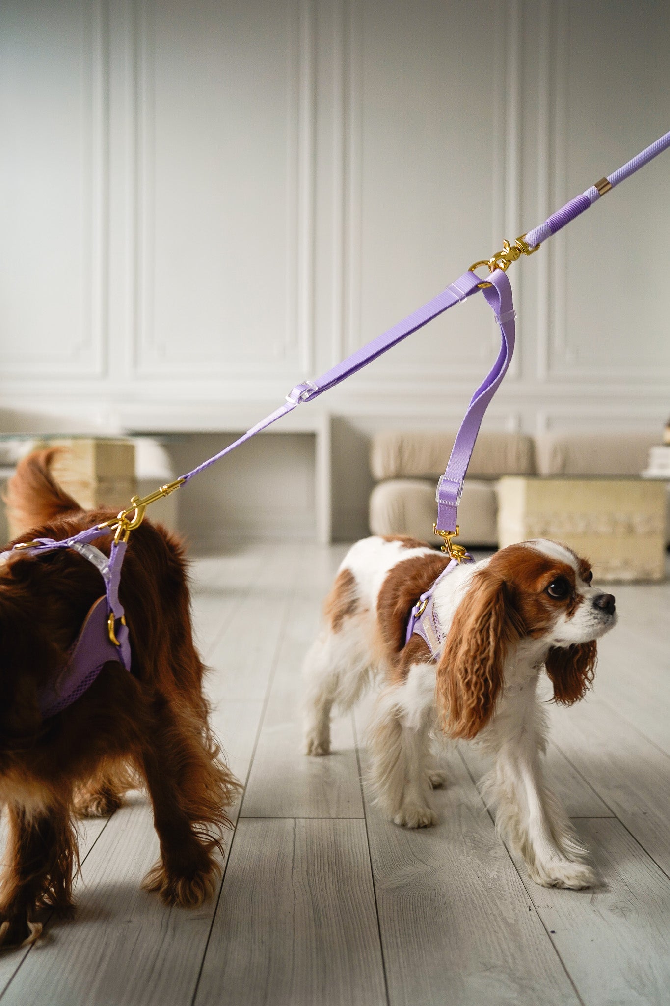 DOG LEASH COUPLER SPLITTER - PURPLE