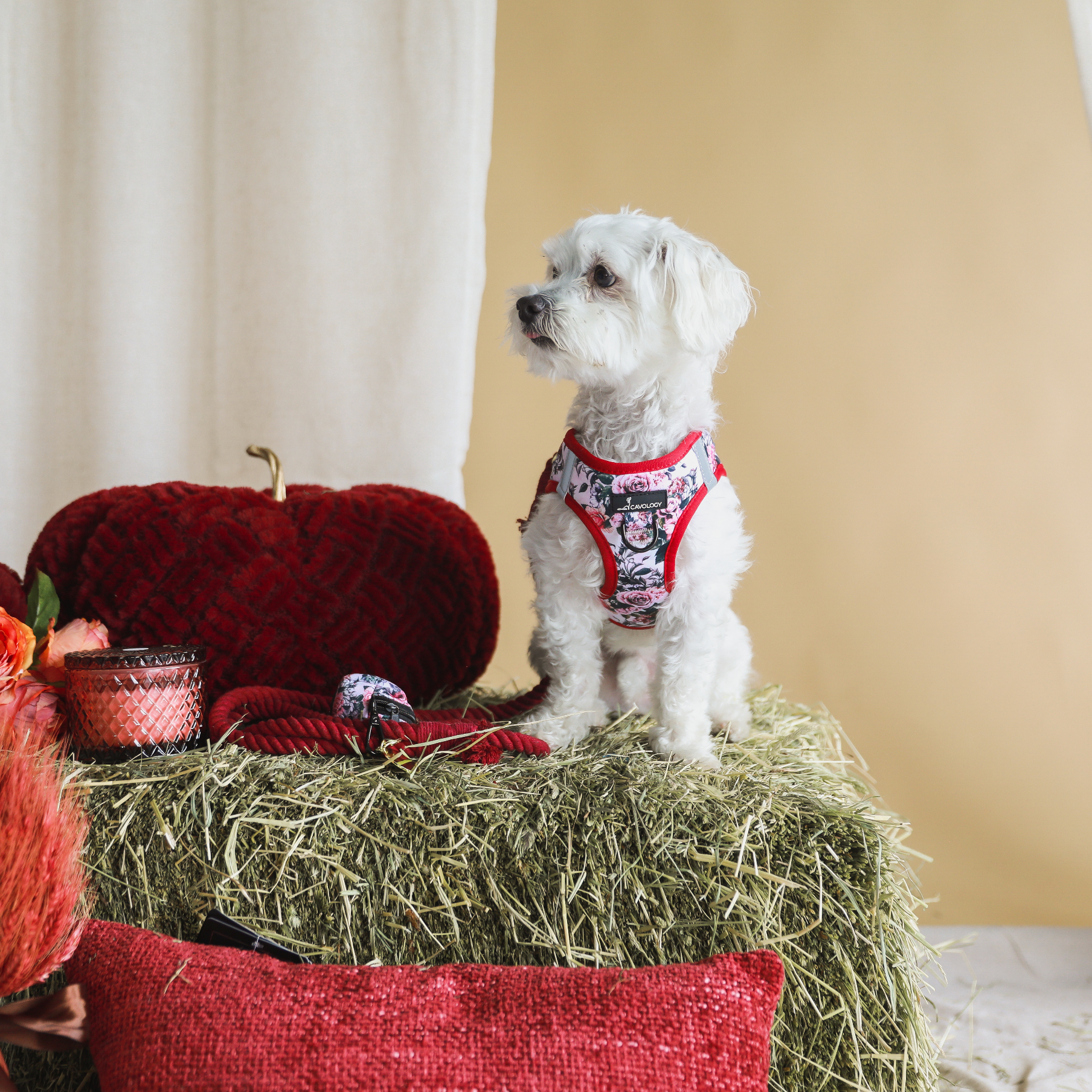 ROPE LEASH BUNDLE - Autumn Roses