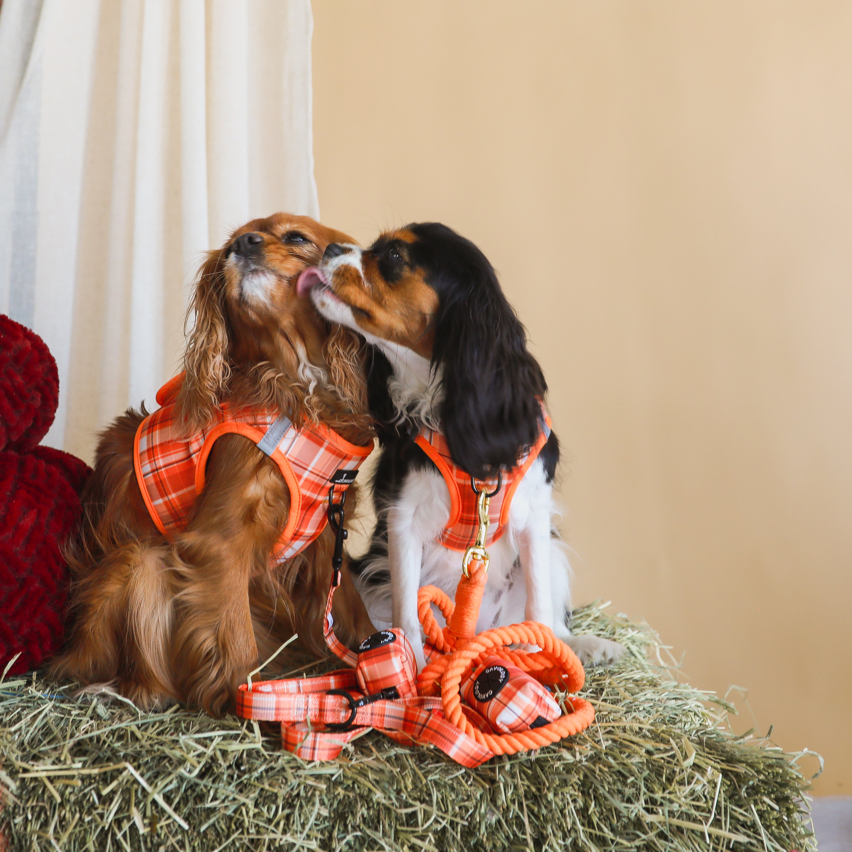 ROPE LEASH BUNDLE - Pumpkin Spice Orange Era