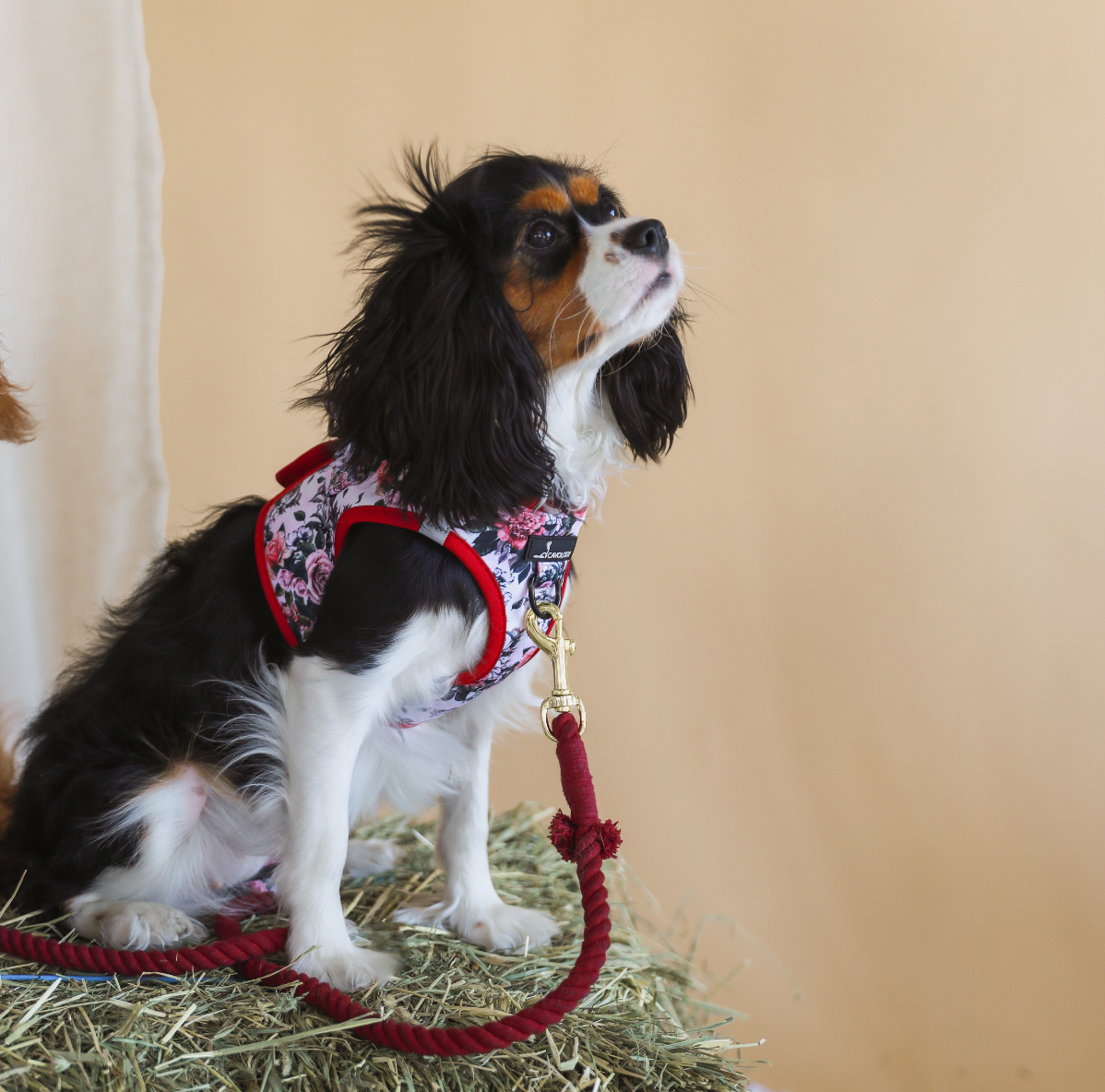 ROPE LEASH BUNDLE - Autumn Roses