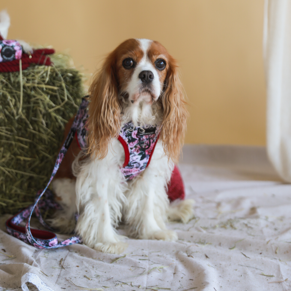 ROPE LEASH BUNDLE - Autumn Roses