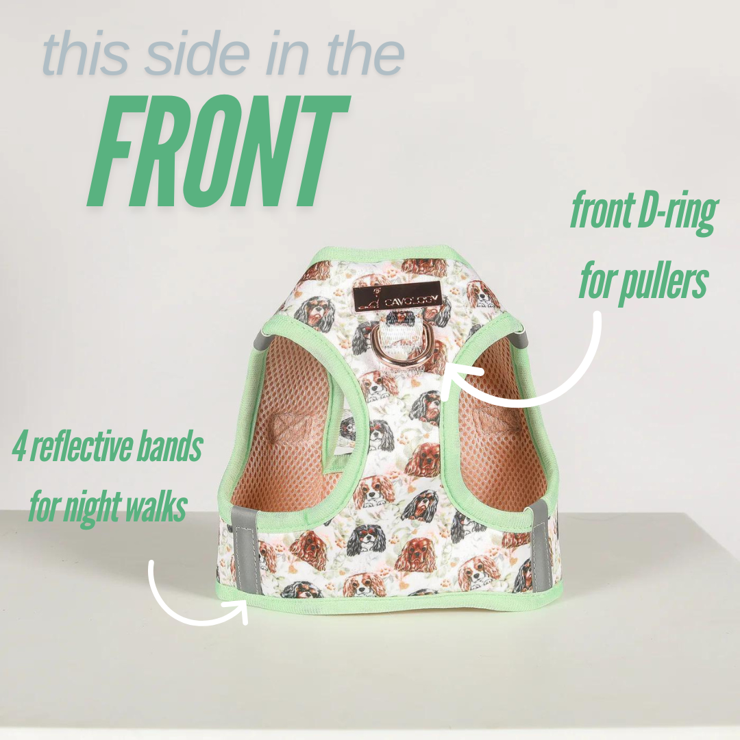 VEST STEP IN HARNESS - Cavalier King Charles Spaniel