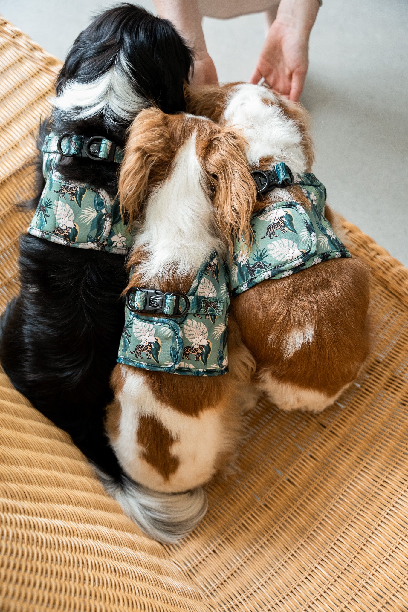 VEST STEP IN HARNESS - Safari Tropical